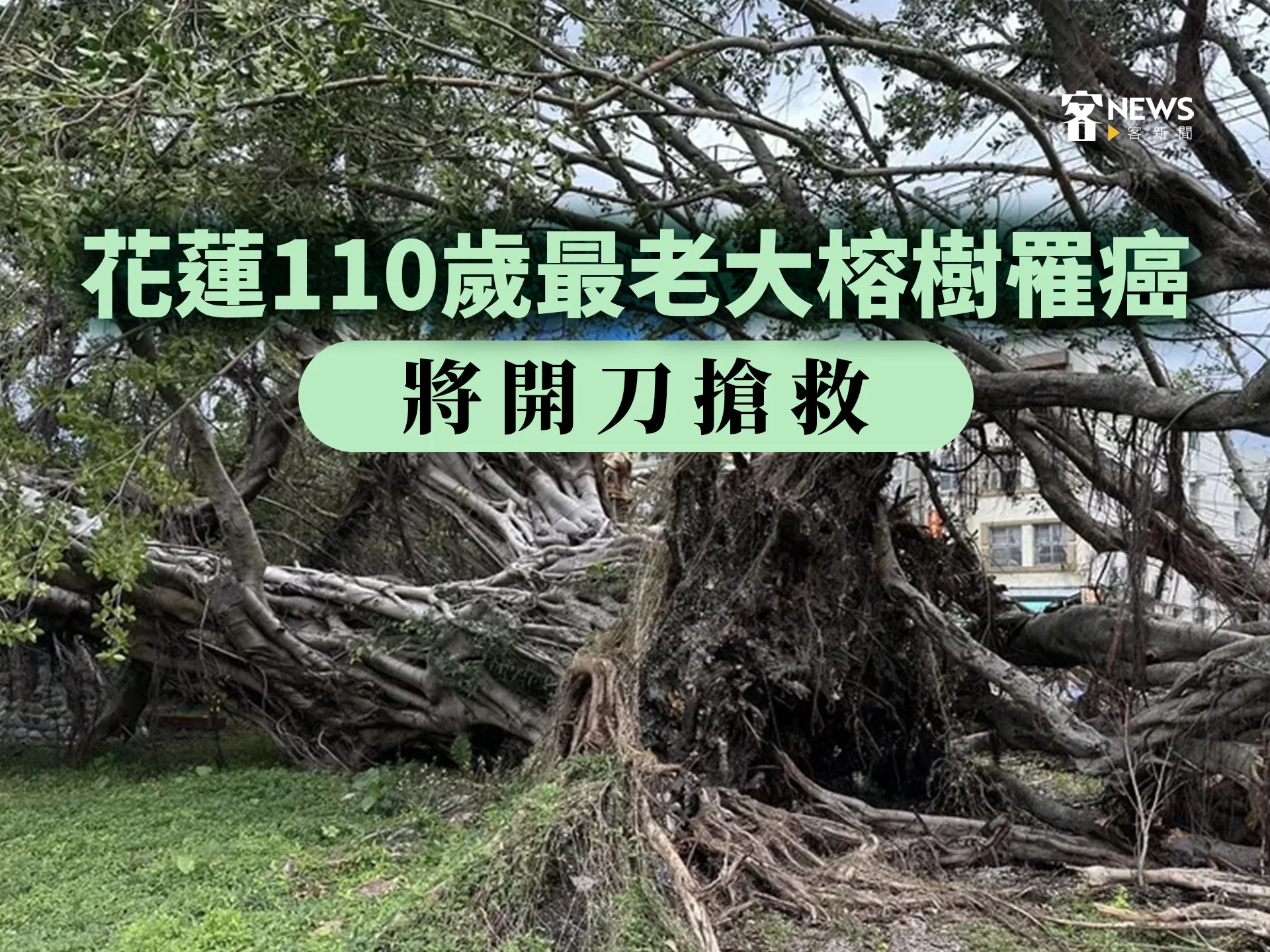 花蓮110歲最老大榕樹罹癌　將開刀搶救