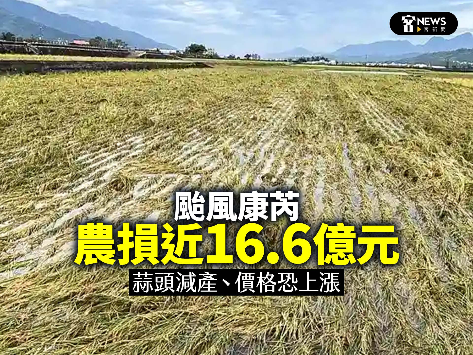 颱風康芮農損近16.6億元　蒜頭減產、價格恐上漲