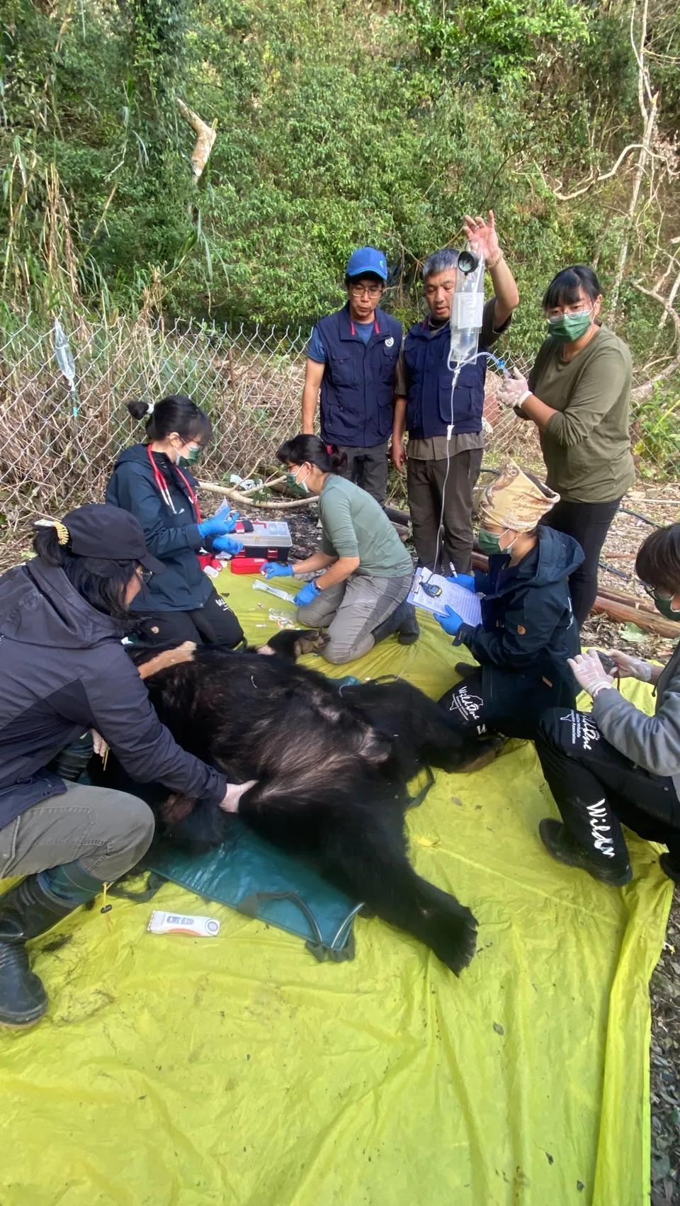 愛吃花蓮優質雞的台灣黑熊被成功捕獲。林保署花蓮分署提供