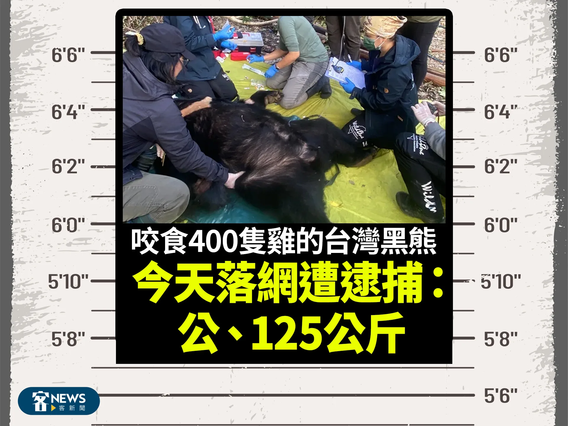 咬食400隻雞的台灣黑熊　今天落網遭逮捕：公、125公斤