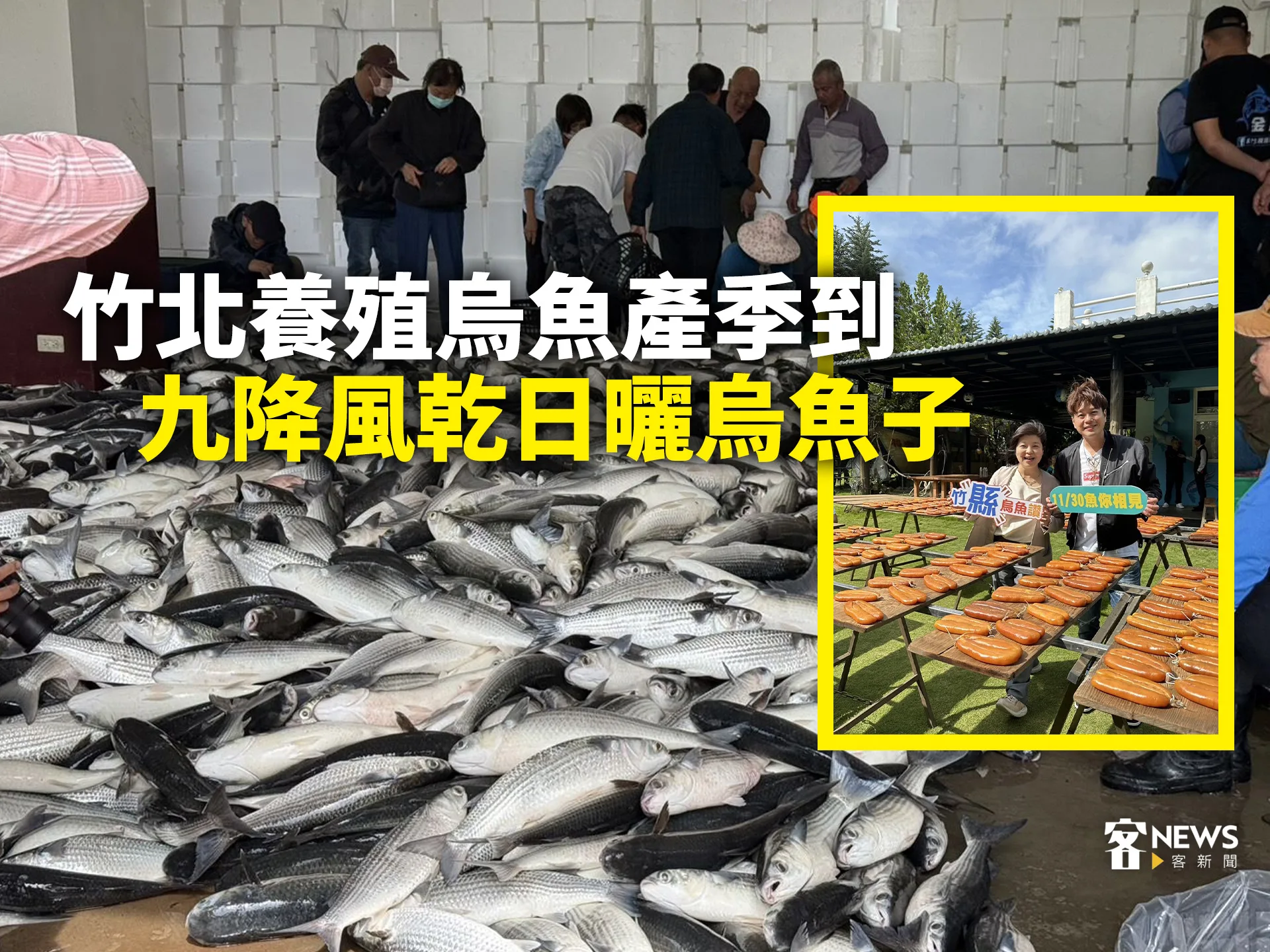 竹北養殖烏魚產季到　九降風乾日曬烏魚子