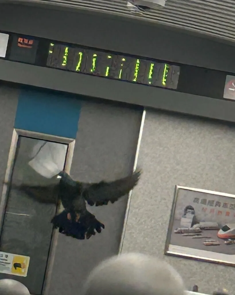 民眾7日搭高鐵發現車廂內有鴿子，時而悠哉漫步，時而飛竄。（threads ＠wweng____提供）