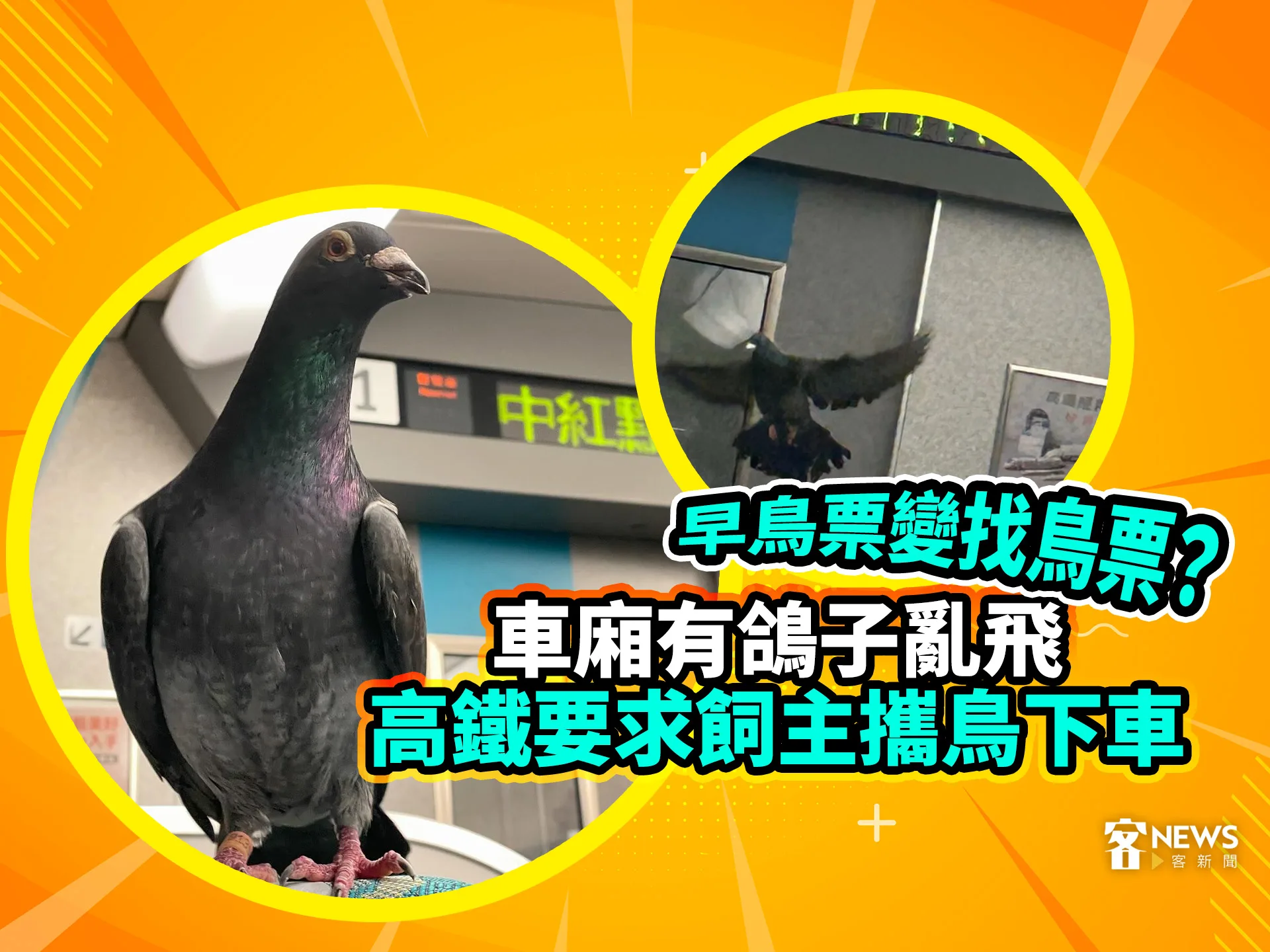 早鳥票變找鳥票？車廂有鴿子亂飛　高鐵要求飼主攜鳥下車