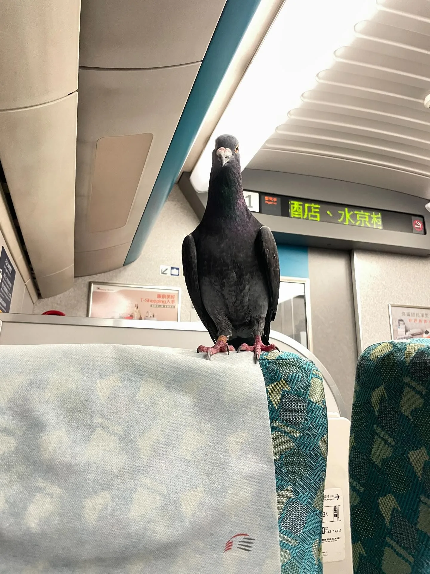 高鐵車廂內出現鴿子飛竄，甚至停在座椅椅背上休息。（threads ＠426_________ 提供）