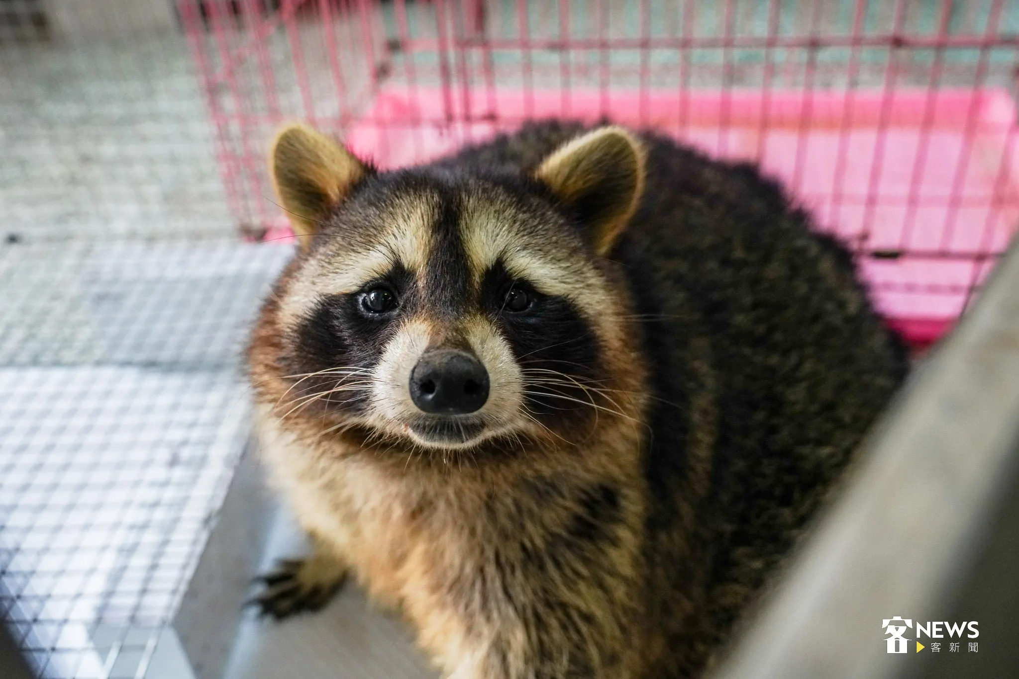 該隻浣熊個性溫和，研判遭到飼主棄養。宋佩遙攝