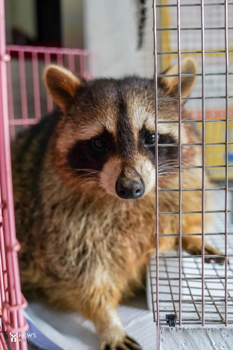 該隻浣熊個性溫和，研判遭到飼主棄養。宋佩遙攝
