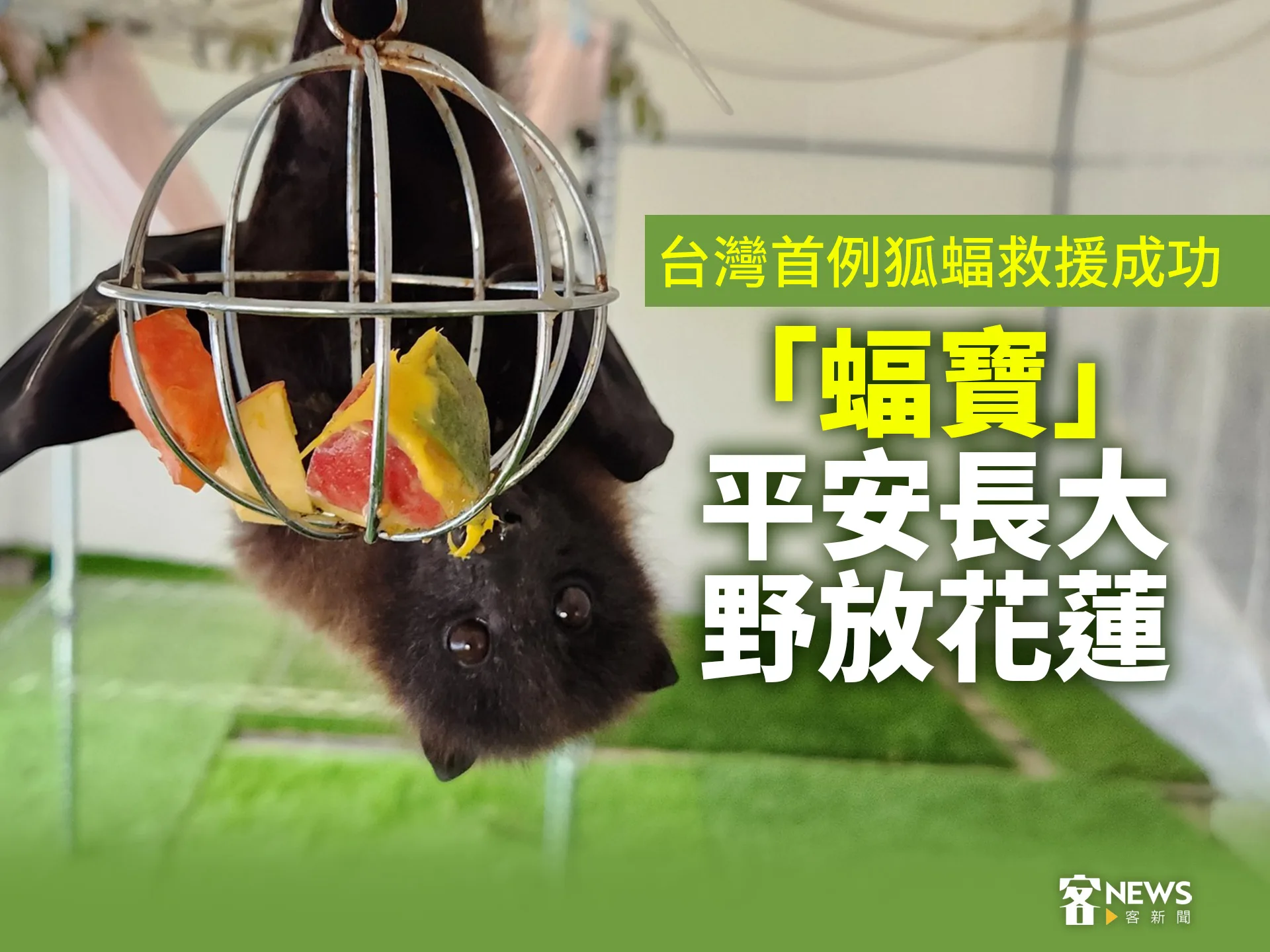 台灣首例狐蝠救援成功　「蝠寶」平安長大野放花蓮