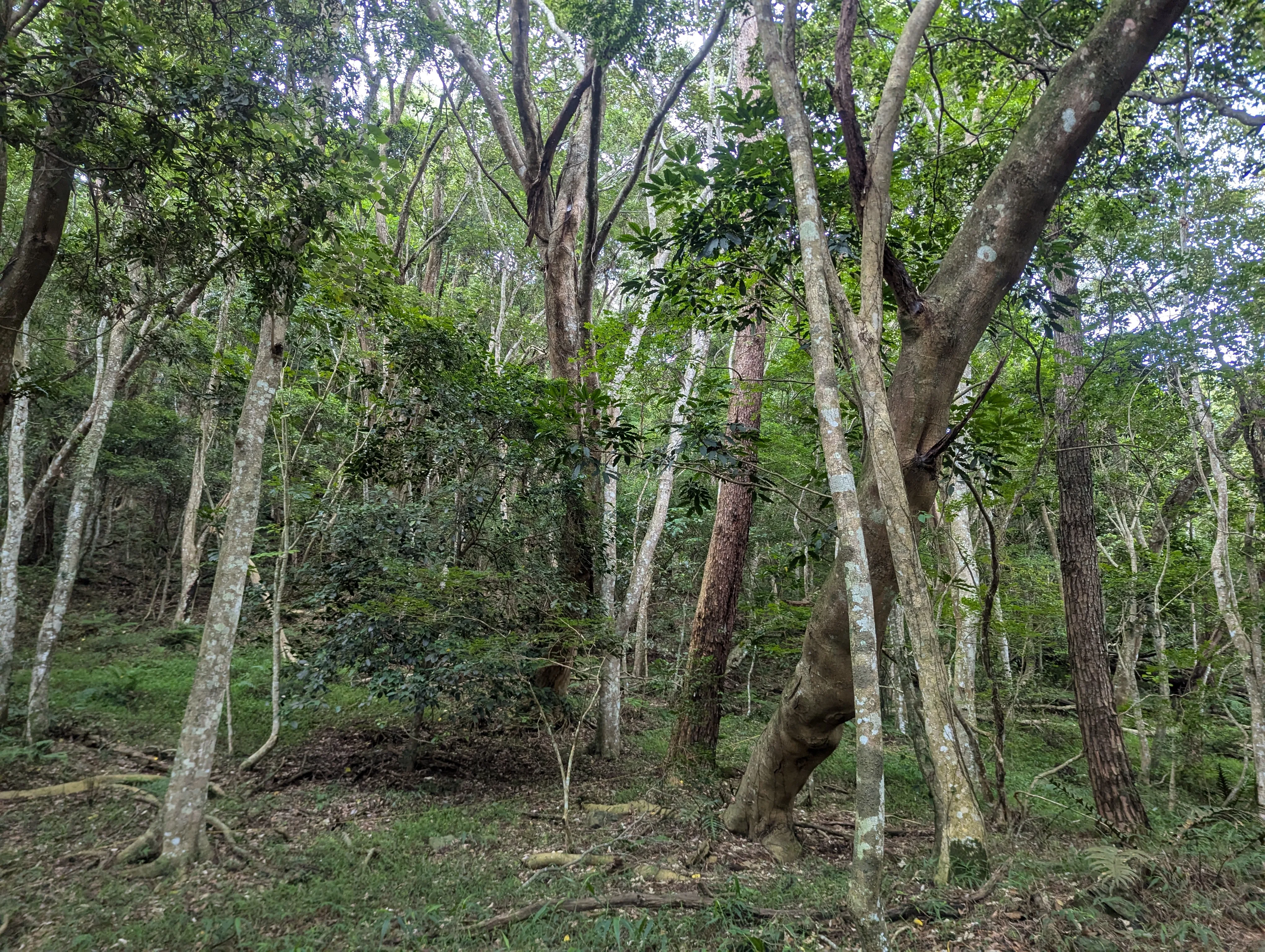 小關山林道7-10K人工林已達成熟期，且部分林木老化傾倒有影響民眾安全及林道通行之虞，故進行林相更新作業，營造健康森林。林保署屏東分署提供