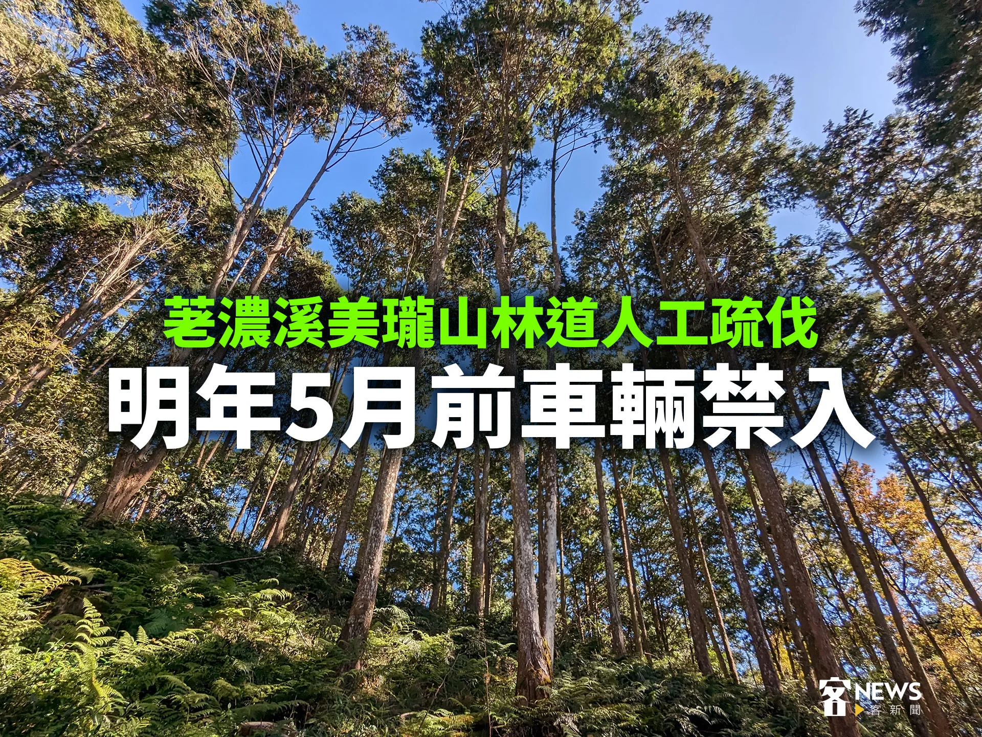 荖濃溪美瓏山林道人工疏伐　明年5月前車輛禁入