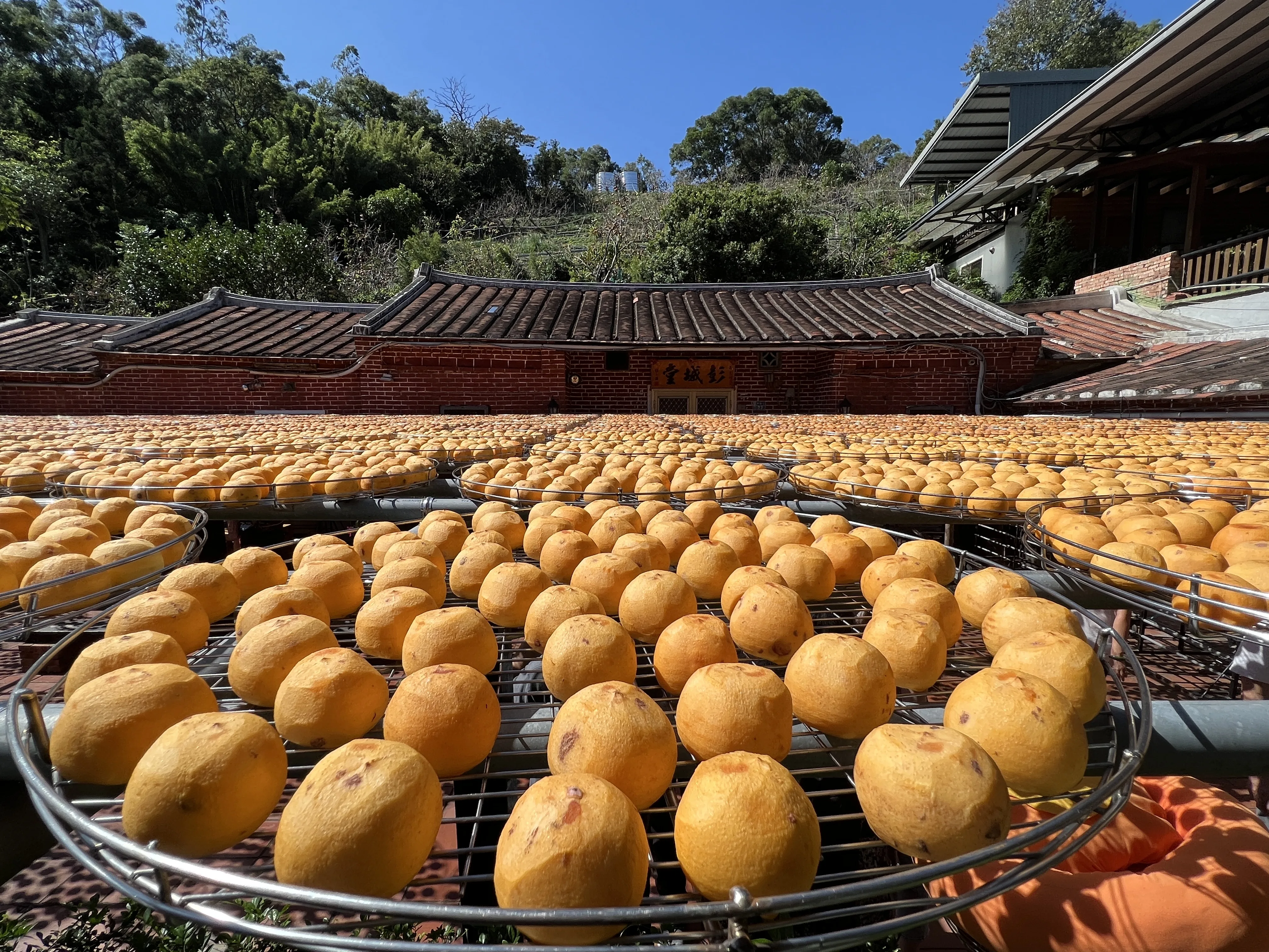 數大就是美,曬柿餅的美景。資料照片