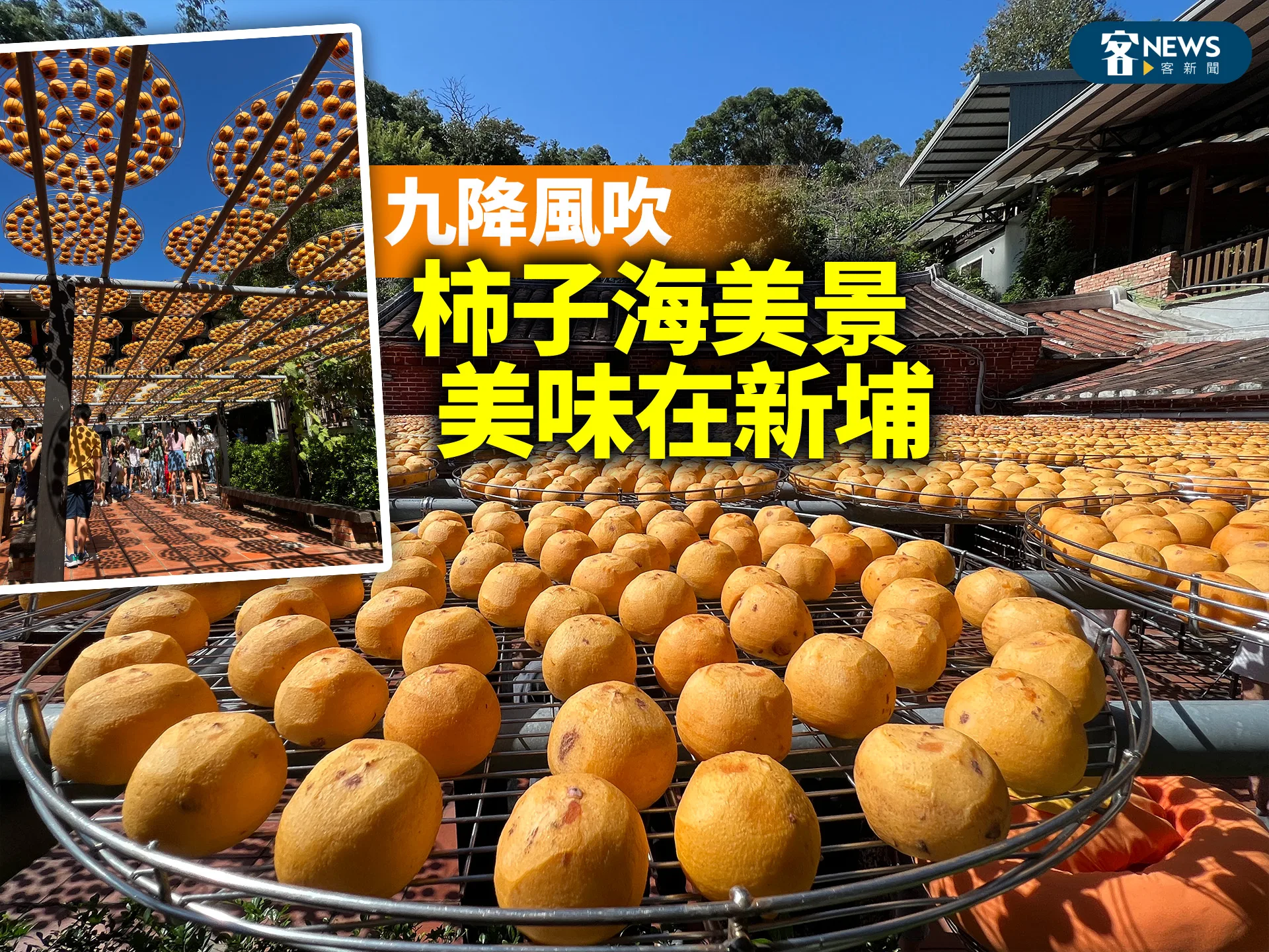 九降風吹　柿子海美景美味在新埔