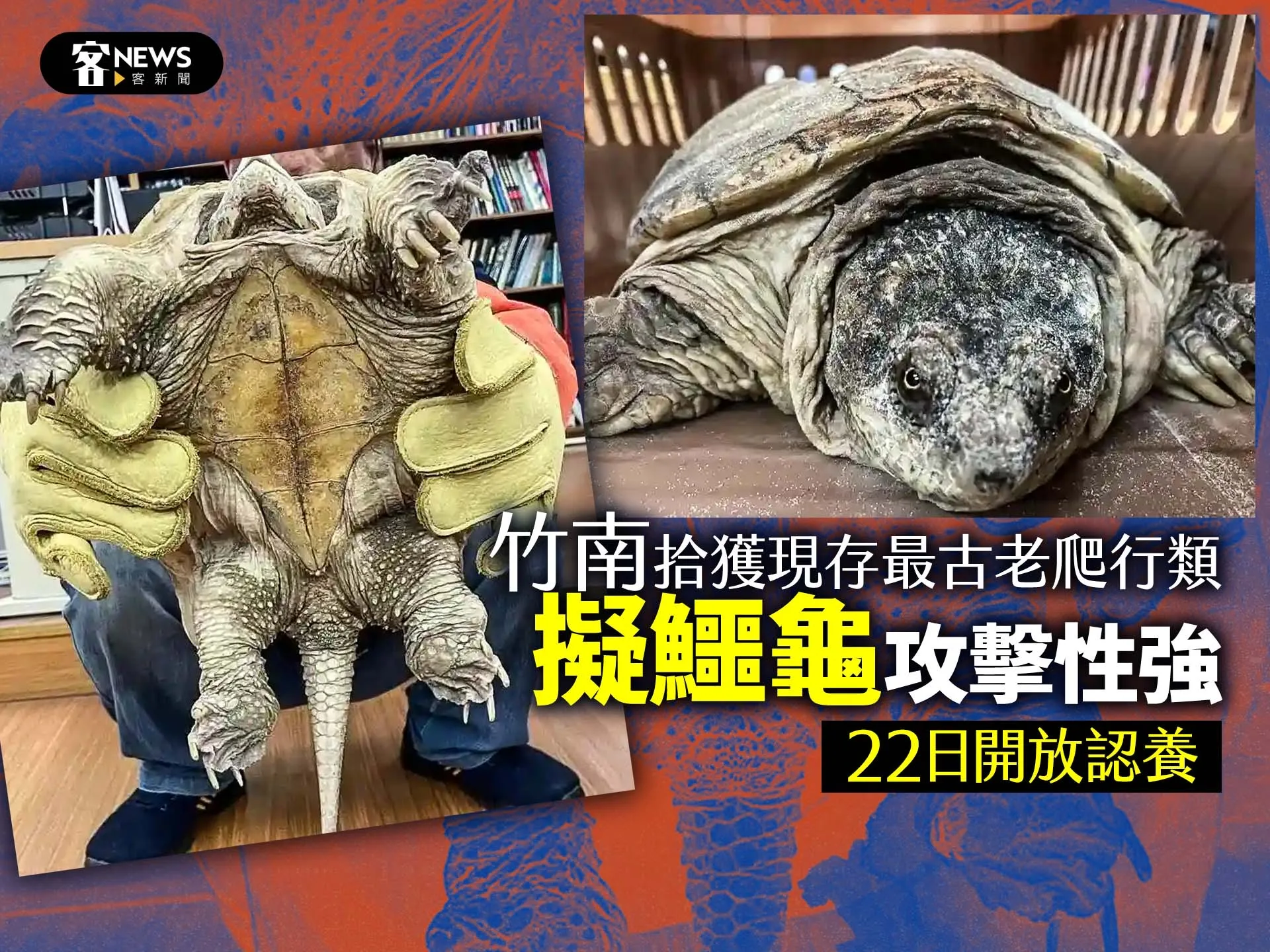 竹南拾獲現存最古老爬行類「擬鱷龜」、攻擊性強　22日開放認養