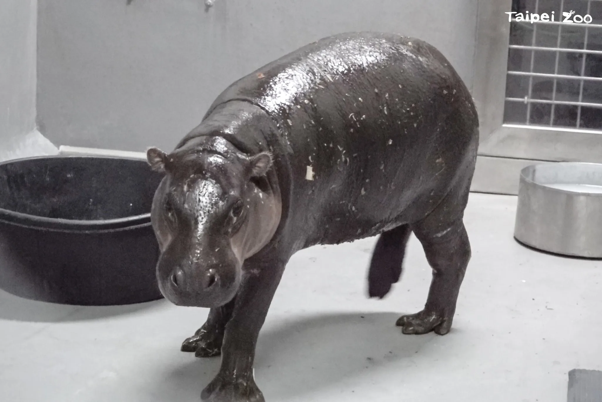 侏儒河馬「Thabo」今年2歲1個月大。北市動物園提供