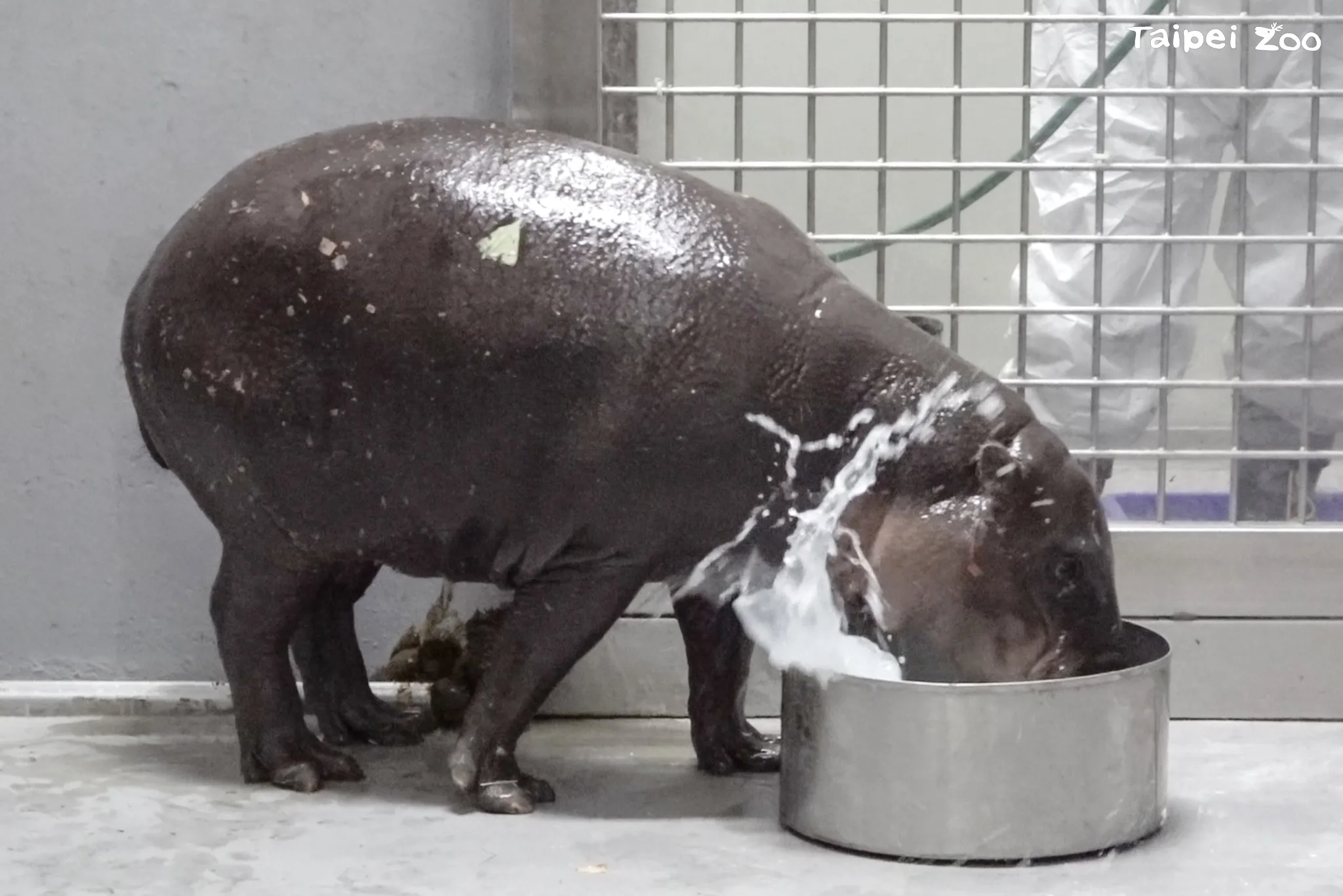 「Thabo」迫不及待玩水盆裡的水。北市動物園提供