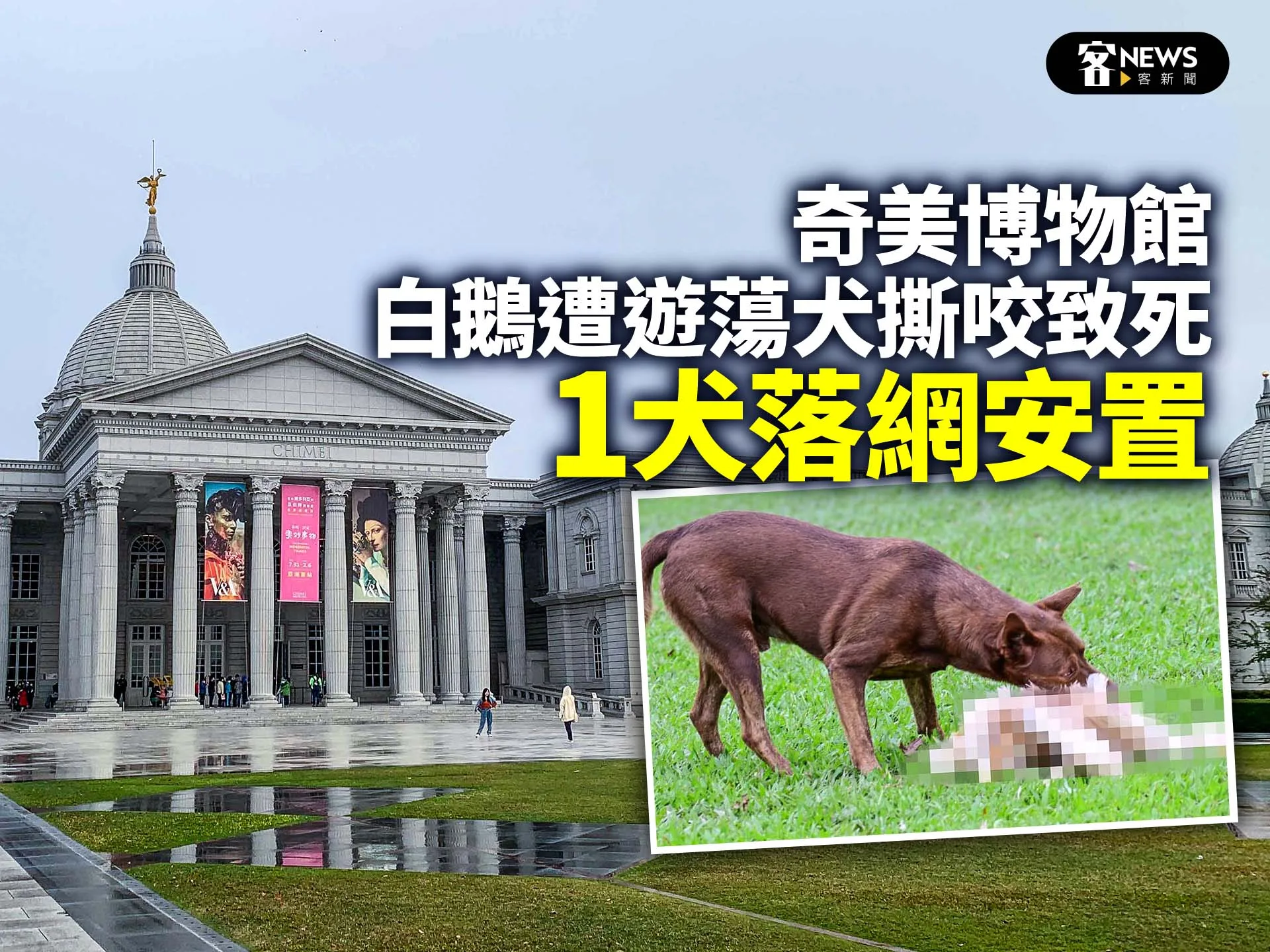 奇美博物館白鵝遭遊蕩犬撕咬致死　1犬落網安置