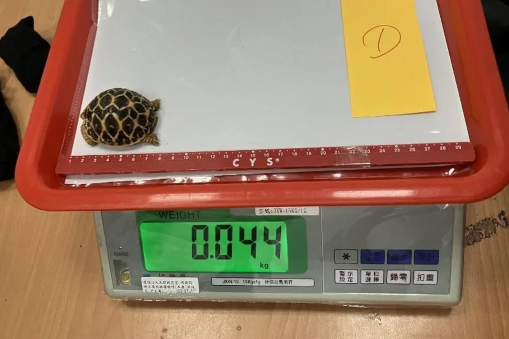 台灣海關5月查獲國人入境時違法攜帶87隻活體動物，種類包括烏龜、猴子、蜥蜴及鳥類等，因屬非法入境且具潛在疾病傳播風險，後續都移請相關單位處置。關務署台北關提供