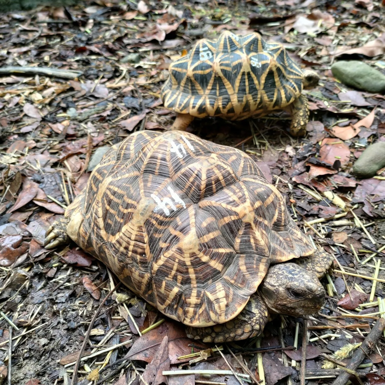 印度星龜，資料照。翻攝自屏東保育類野生動物收容中心