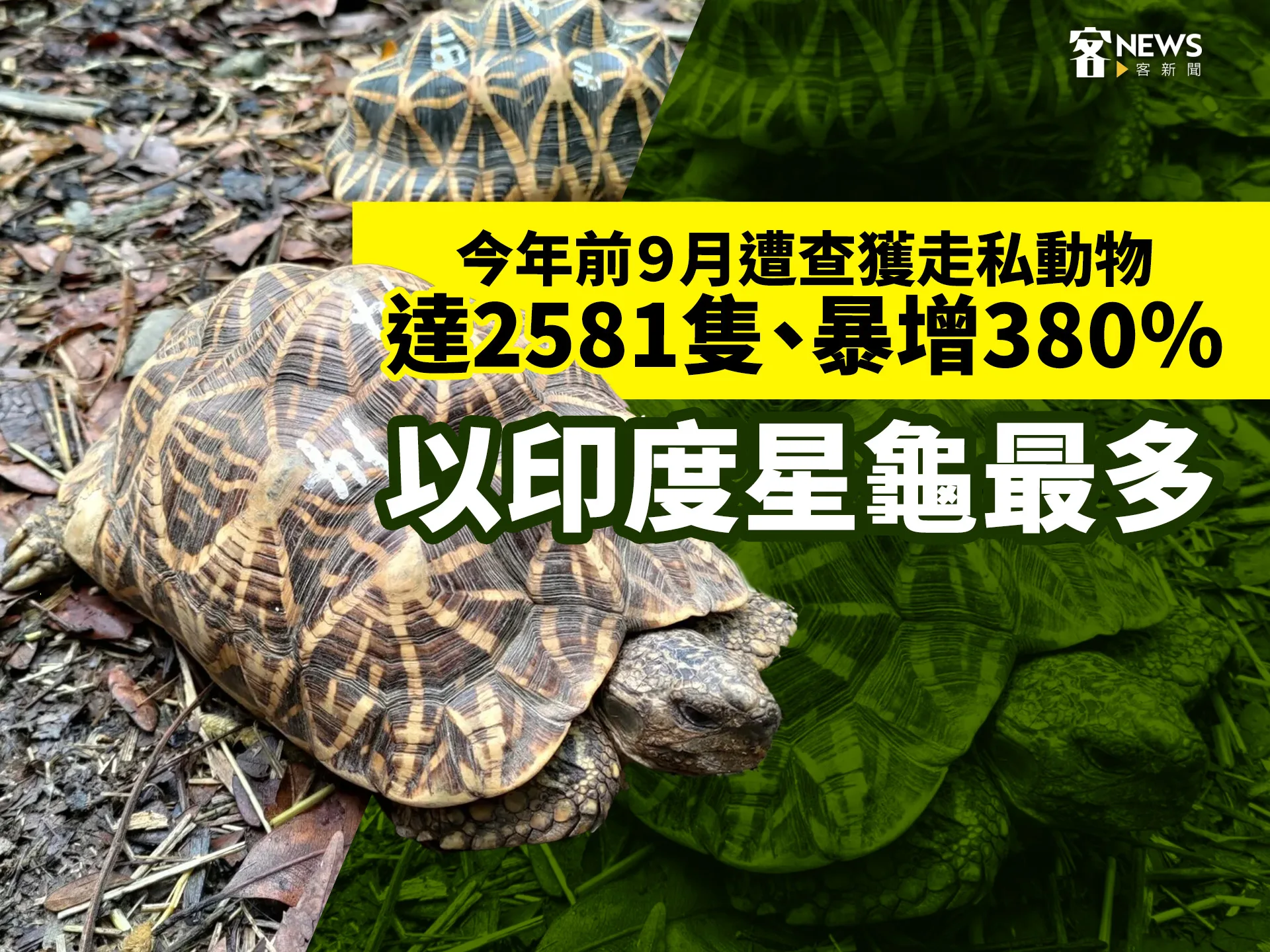 今年前9月遭查獲走私動物達2581隻、暴增380％　以印度星龜最多