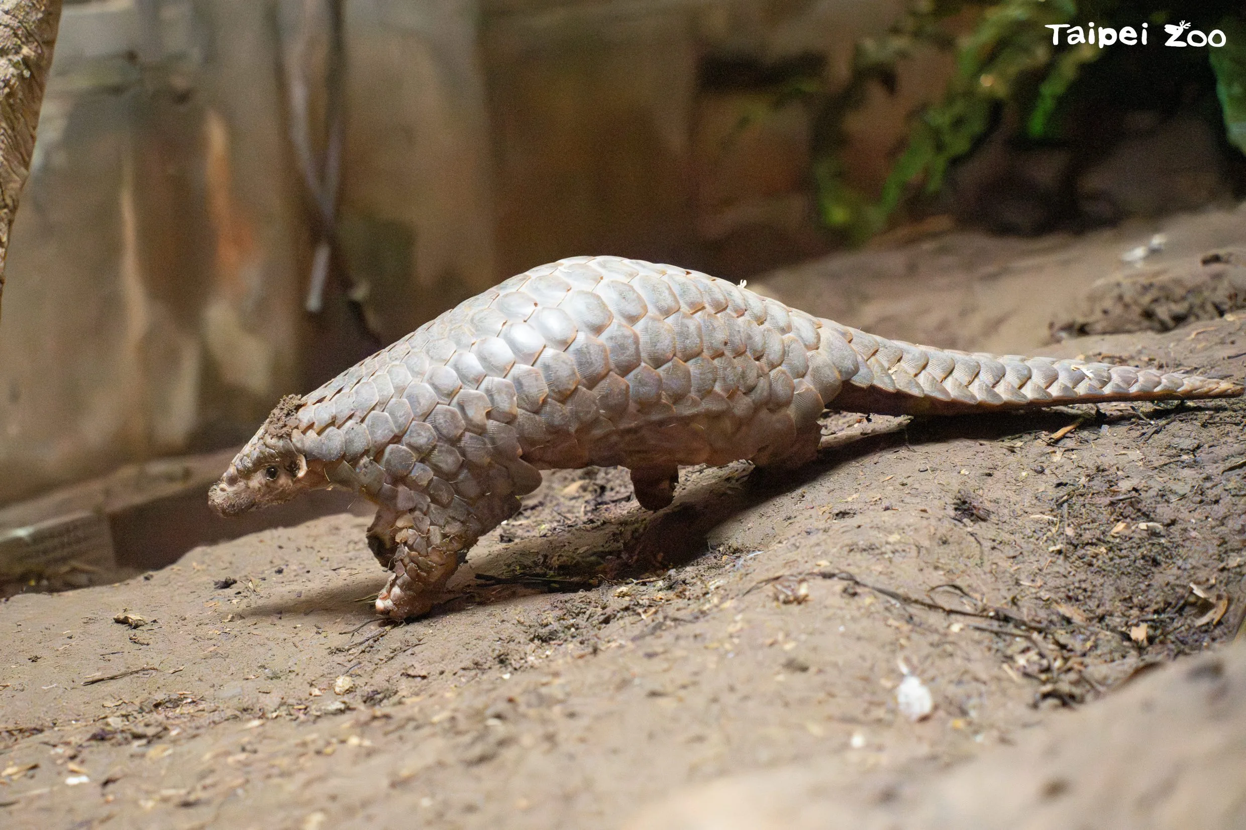 將右後腳截肢以保命的「穿莓」。北市動物園提供