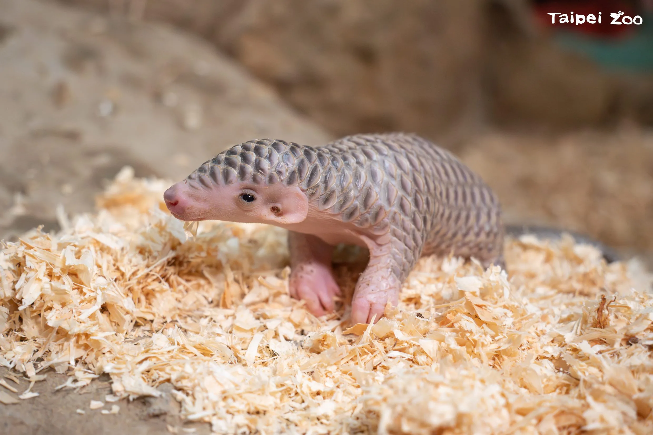 穿梅的寶寶。北市動物園提供