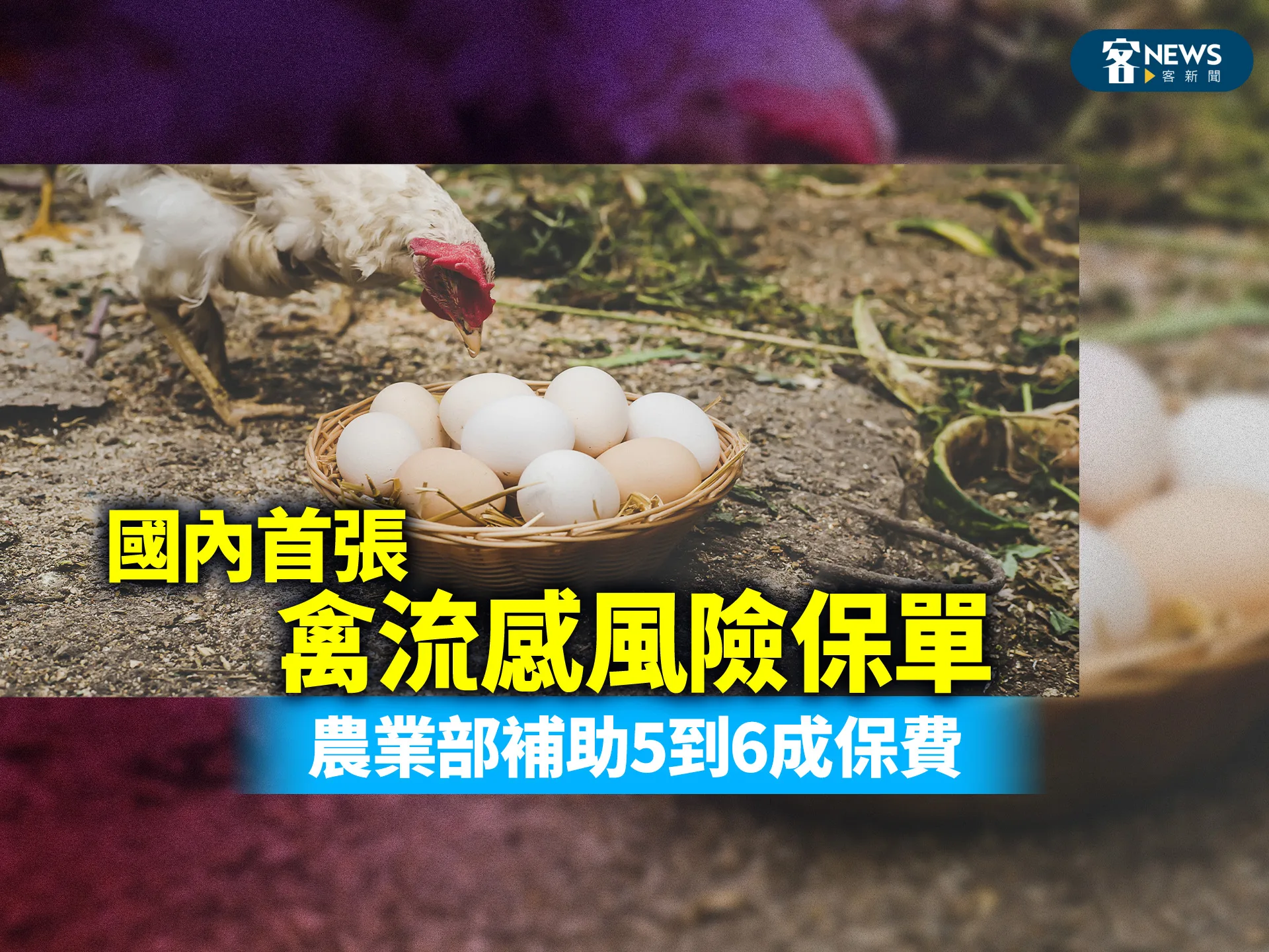 國內推出首張禽流感風險保單　農業部補助5到6成保費
