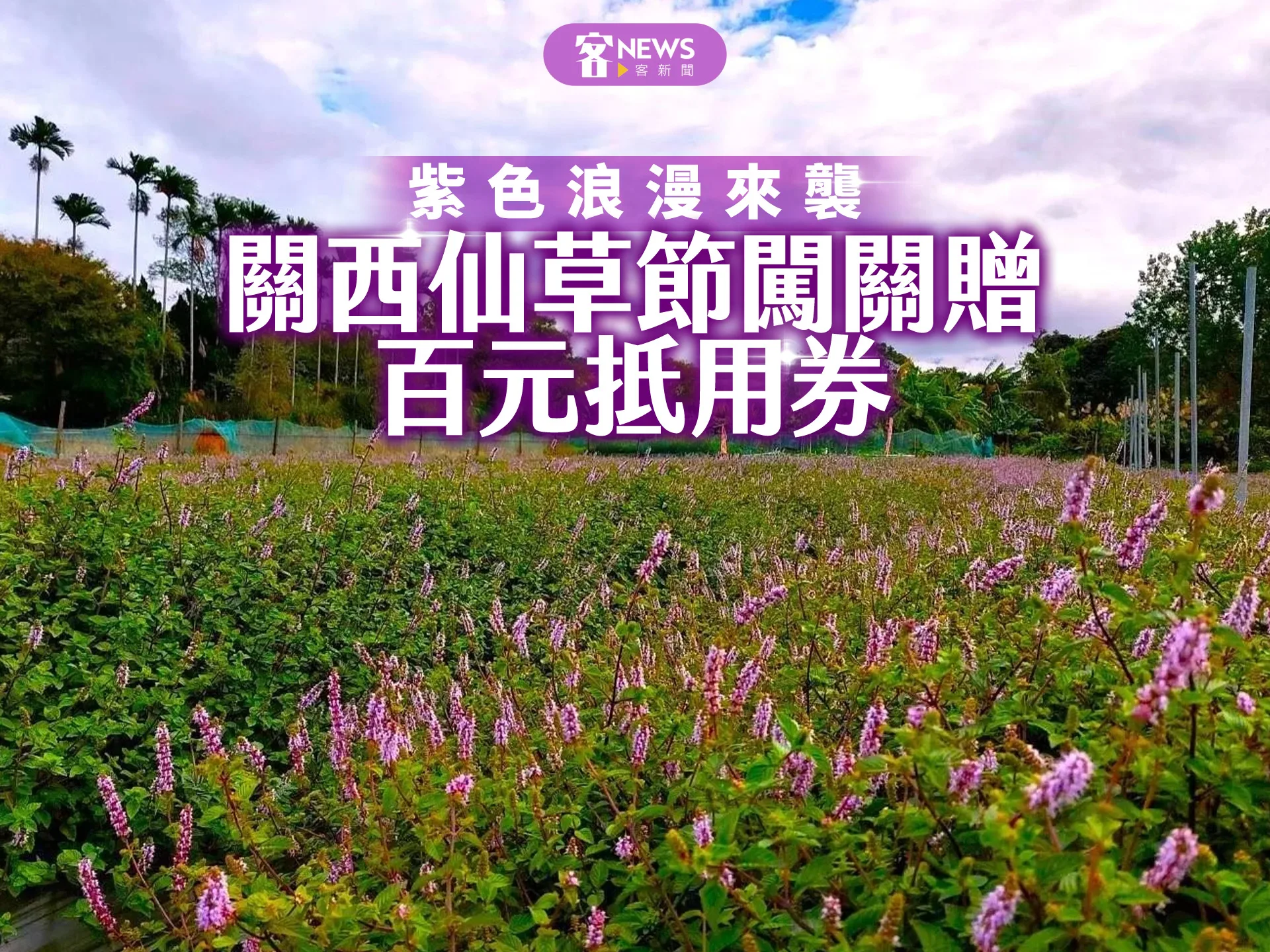 紫色浪漫來襲　關西仙草節闖關贈百元抵用券