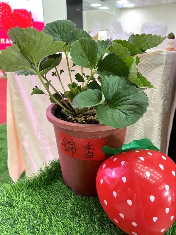新品種「錦香」果實香氣濃郁,且抗萎凋病的抗病力強,希望推廣種植,改善大湖近年種植草莓遭遇的病害難題。中央社