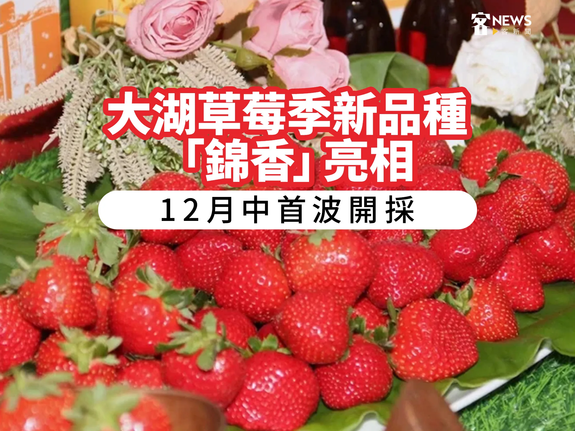 大湖草莓季新品種「錦香」亮相　12月中首波開採