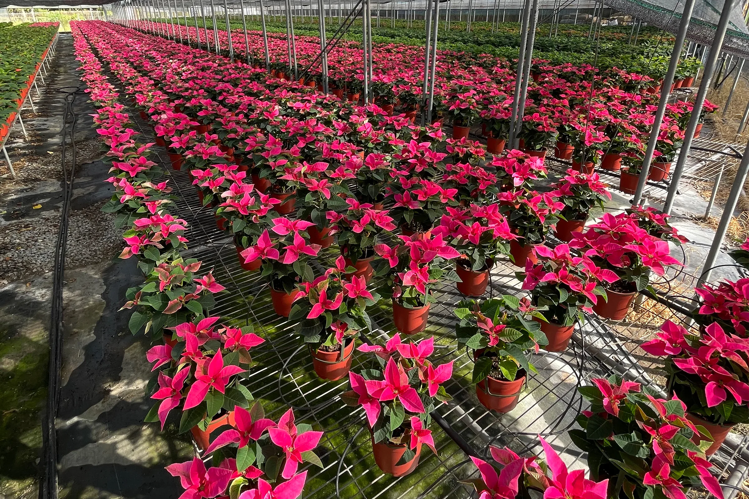 興大研發新品種聖誕紅　「愛神」無畏暖秋準時變紅