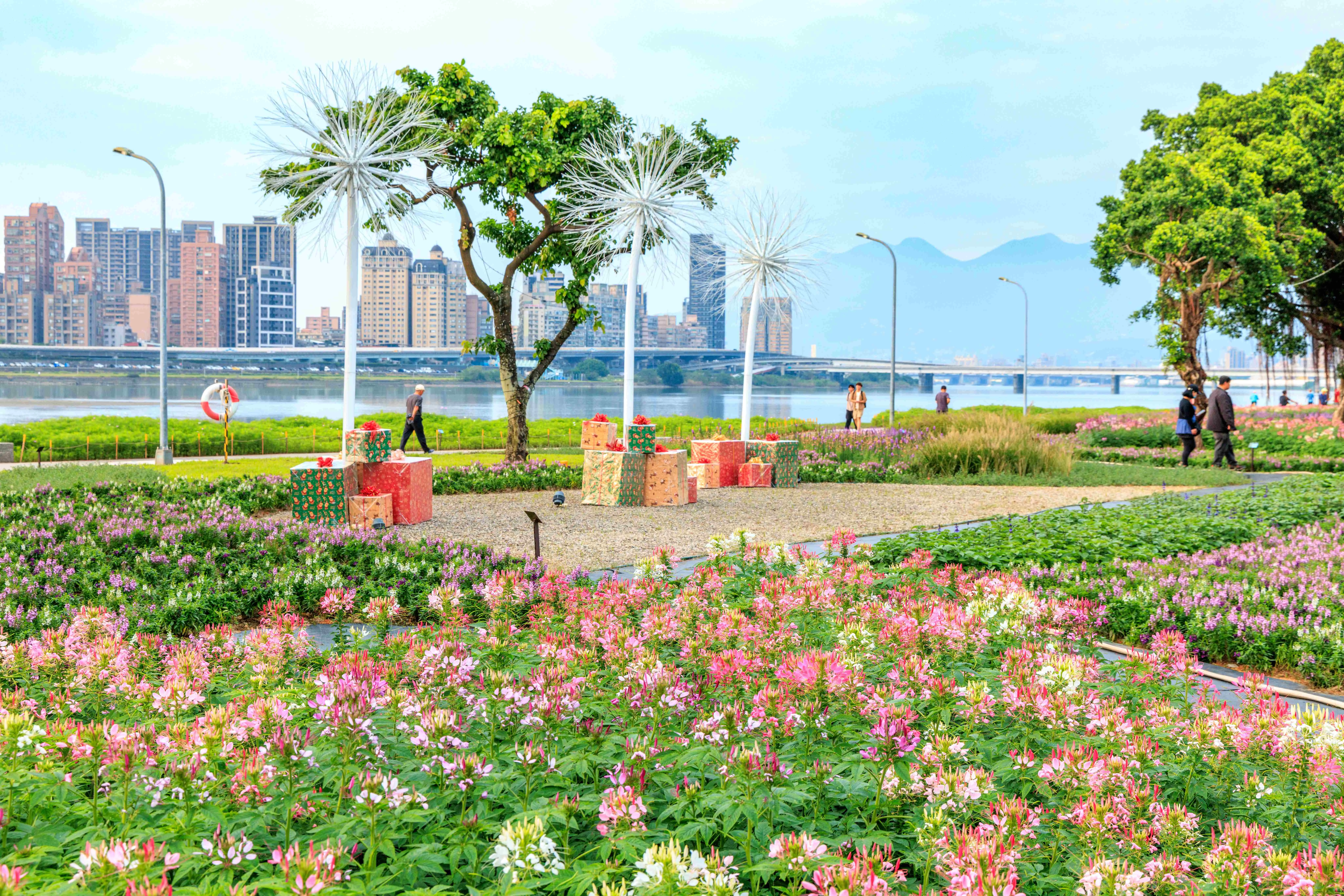 延平河濱花海,賞花期自即日起持續到聖誕節。台北市政府提供