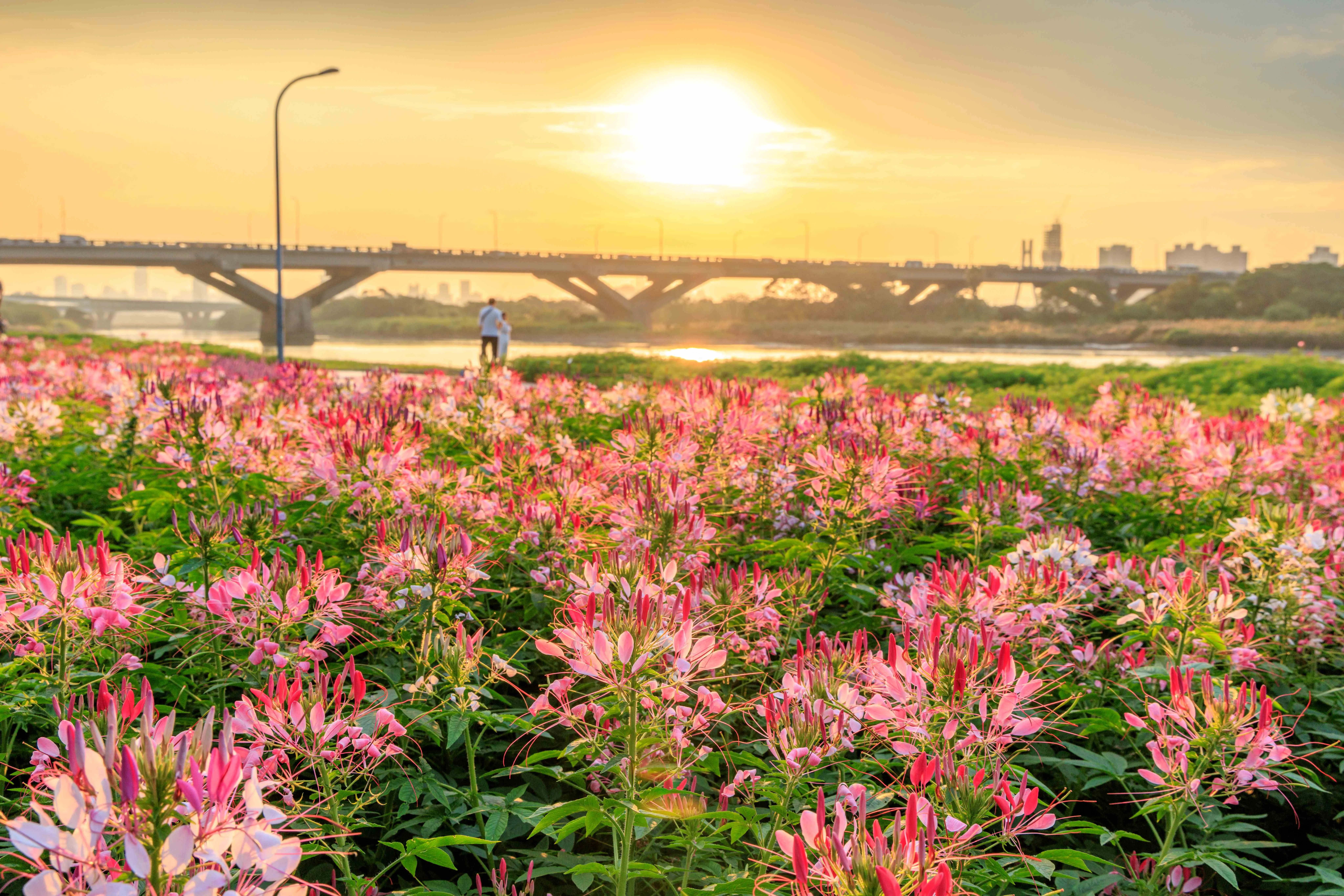 延平河濱花海,呈現層次鮮明的花海美景。台北市政府提供