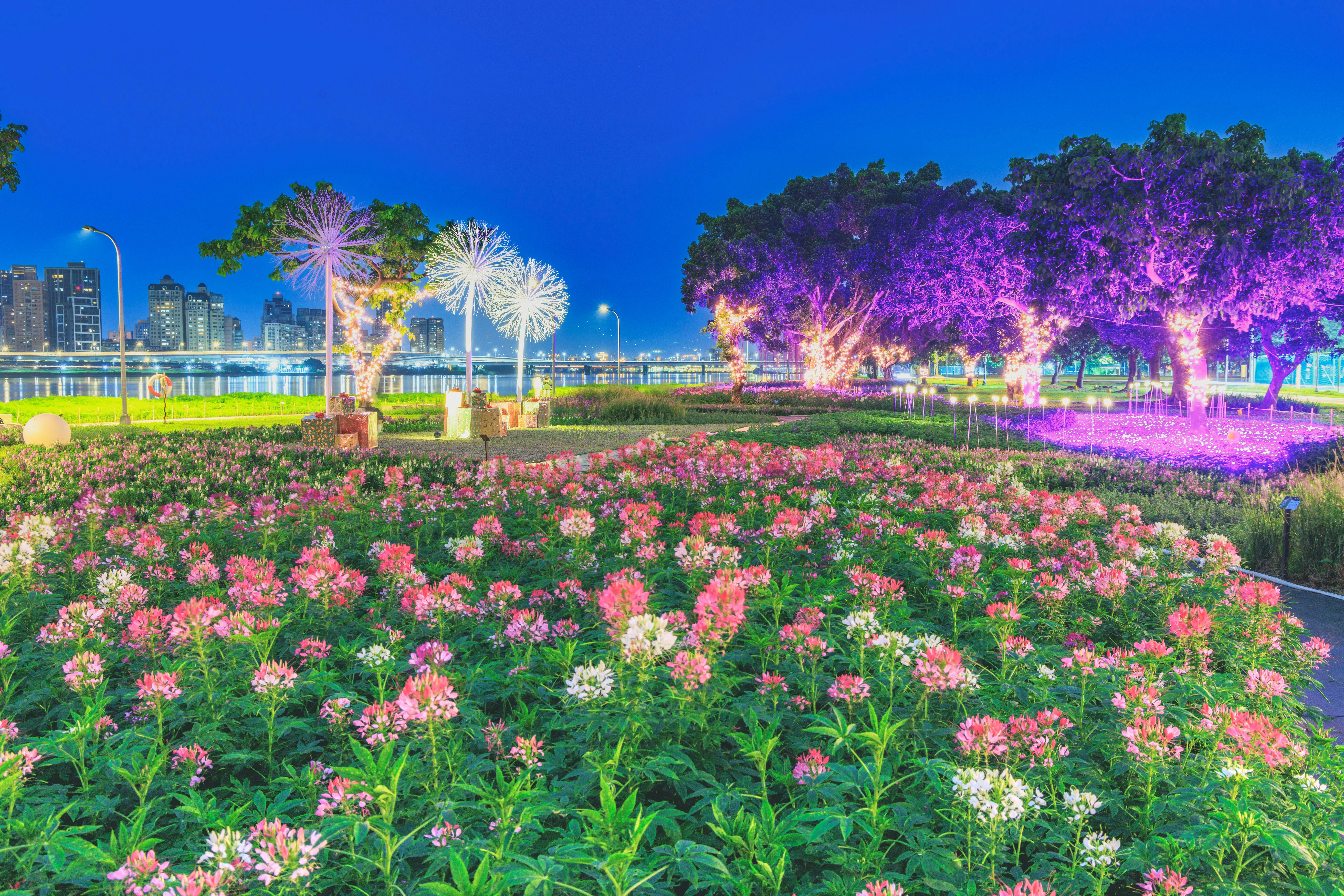 延平河濱花海,蒲公英燈夜景浪漫爆表。台北市政府提供