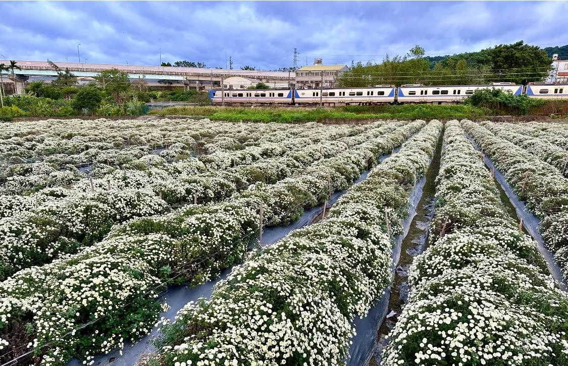 盛大的菊花海可與鐵道火車一同入鏡。翻攝自花現銅鑼 臉書