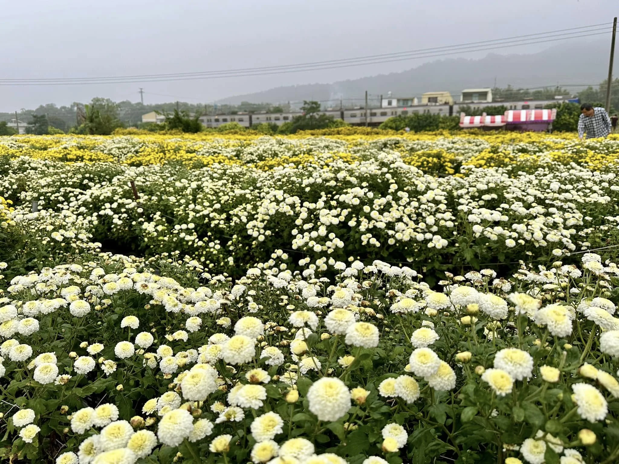 近期銅鑼的菊花況已完全成熟，模樣飽滿又圓潤。翻攝自花現銅鑼 臉書