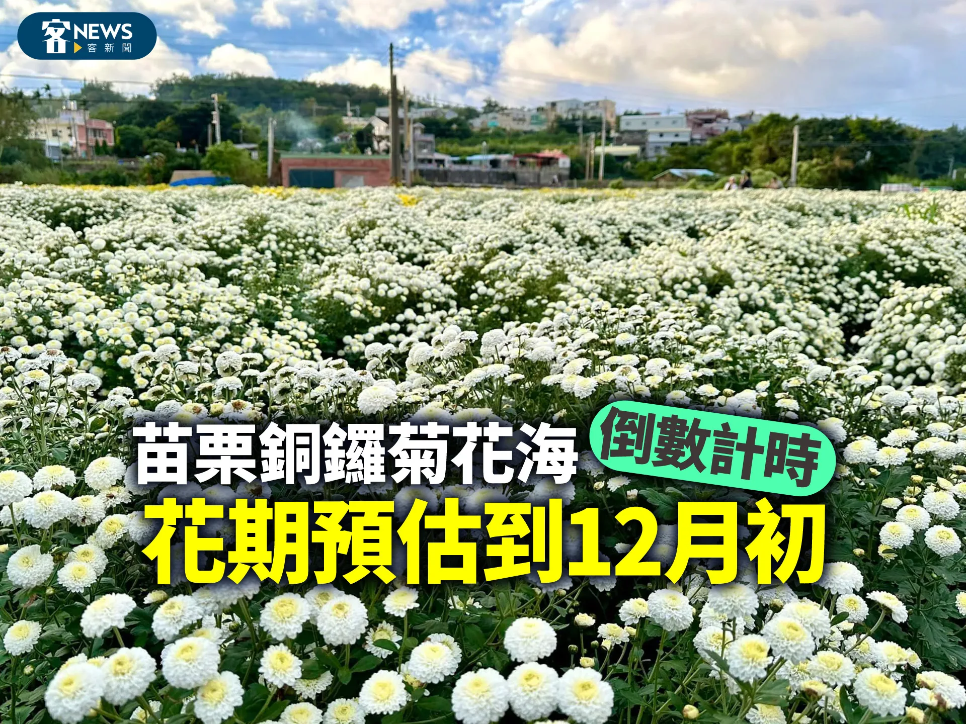 苗栗銅鑼菊花海倒數計時　花期預估到12月初