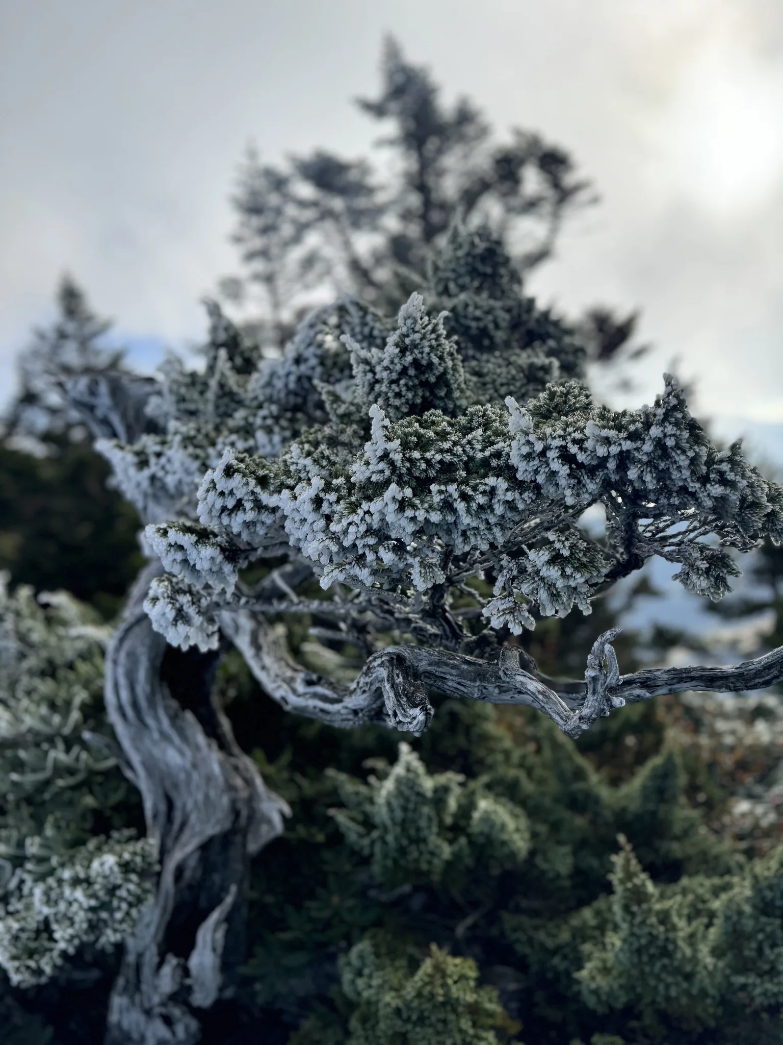 冷氣團發威,雪霸園區的高山植物覆蓋冰霜。雪霸國家公園管理處提供/周曉芳山友提供