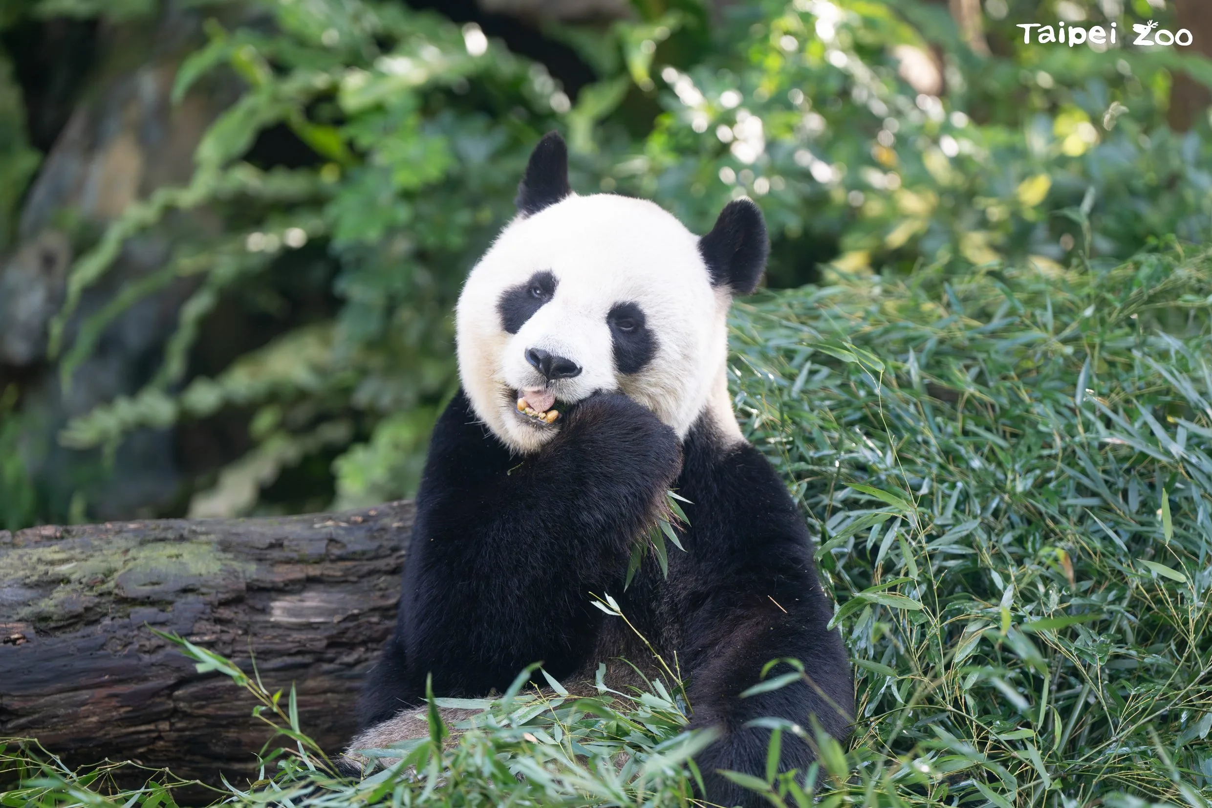 大貓熊反而喜歡低溫的天氣。台北市立動物園提供