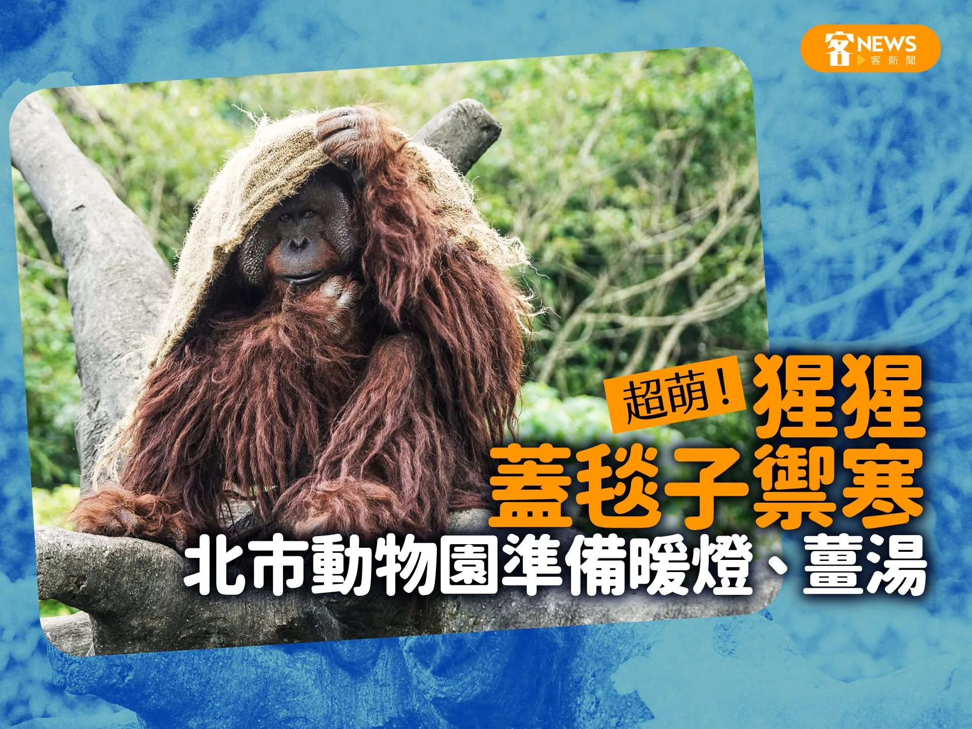 超萌！猩猩蓋毯子禦寒　北市動物園準備暖燈、薑湯