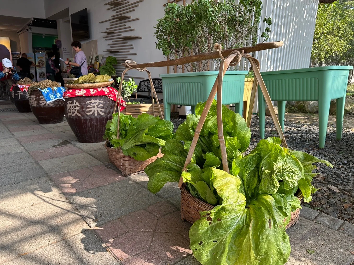 芥菜，可製作福菜、鹹菜、酸菜等多種料理。翻攝FB／公館鄉農會