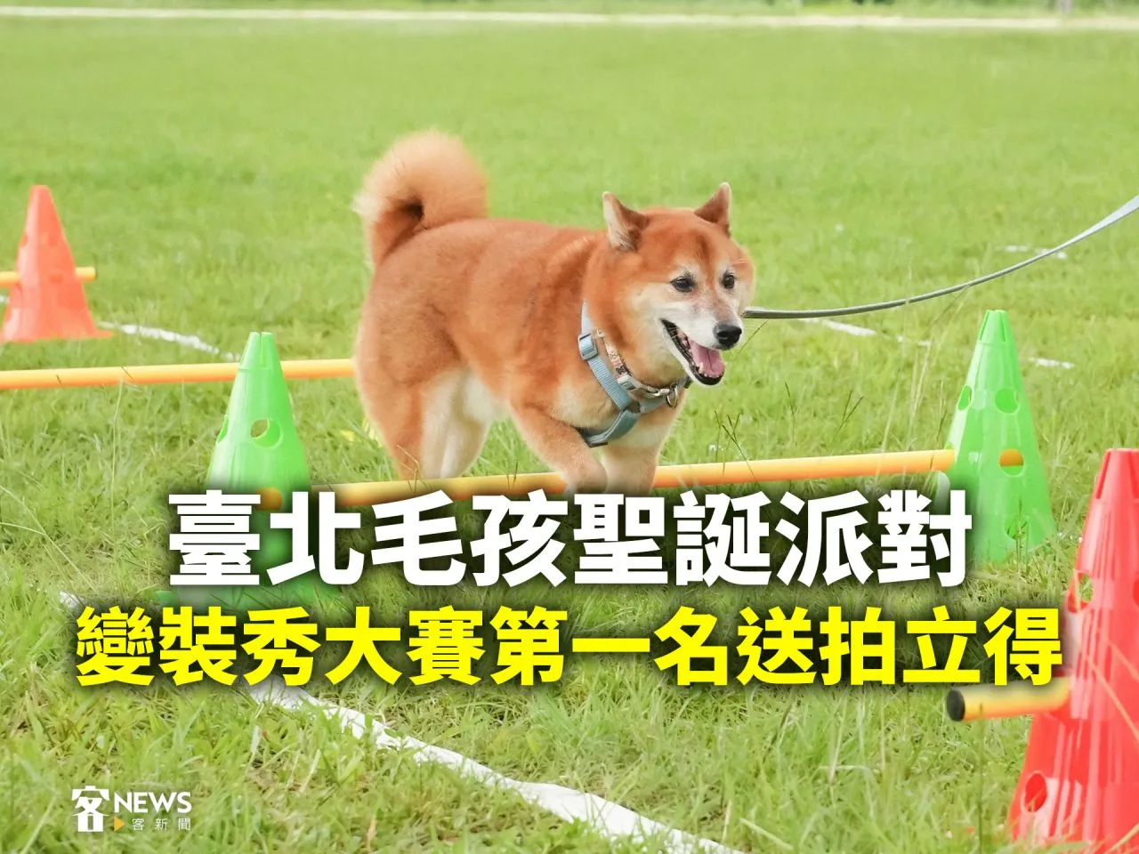 臺北毛孩聖誕派對　變裝秀大賽第一名送拍立得