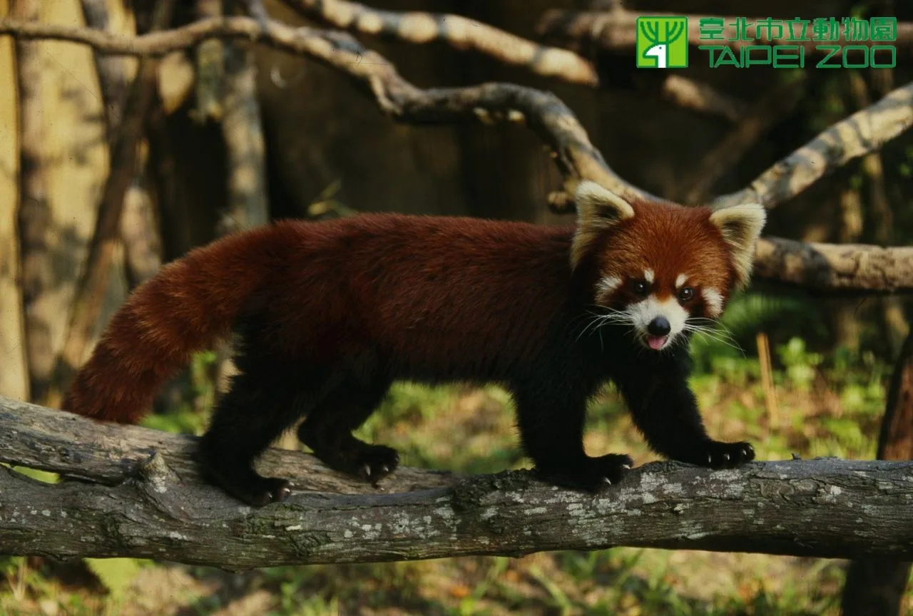 雙城論壇將簽署「臺北市立動物園與上海動物園小貓熊物種交流及保育合作備忘錄」。翻攝台北市立動物園官網