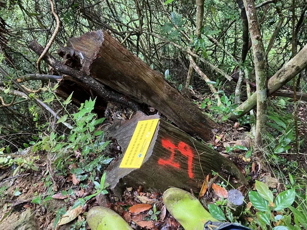 林班地遺留1張發票　保七警追出山老鼠集團