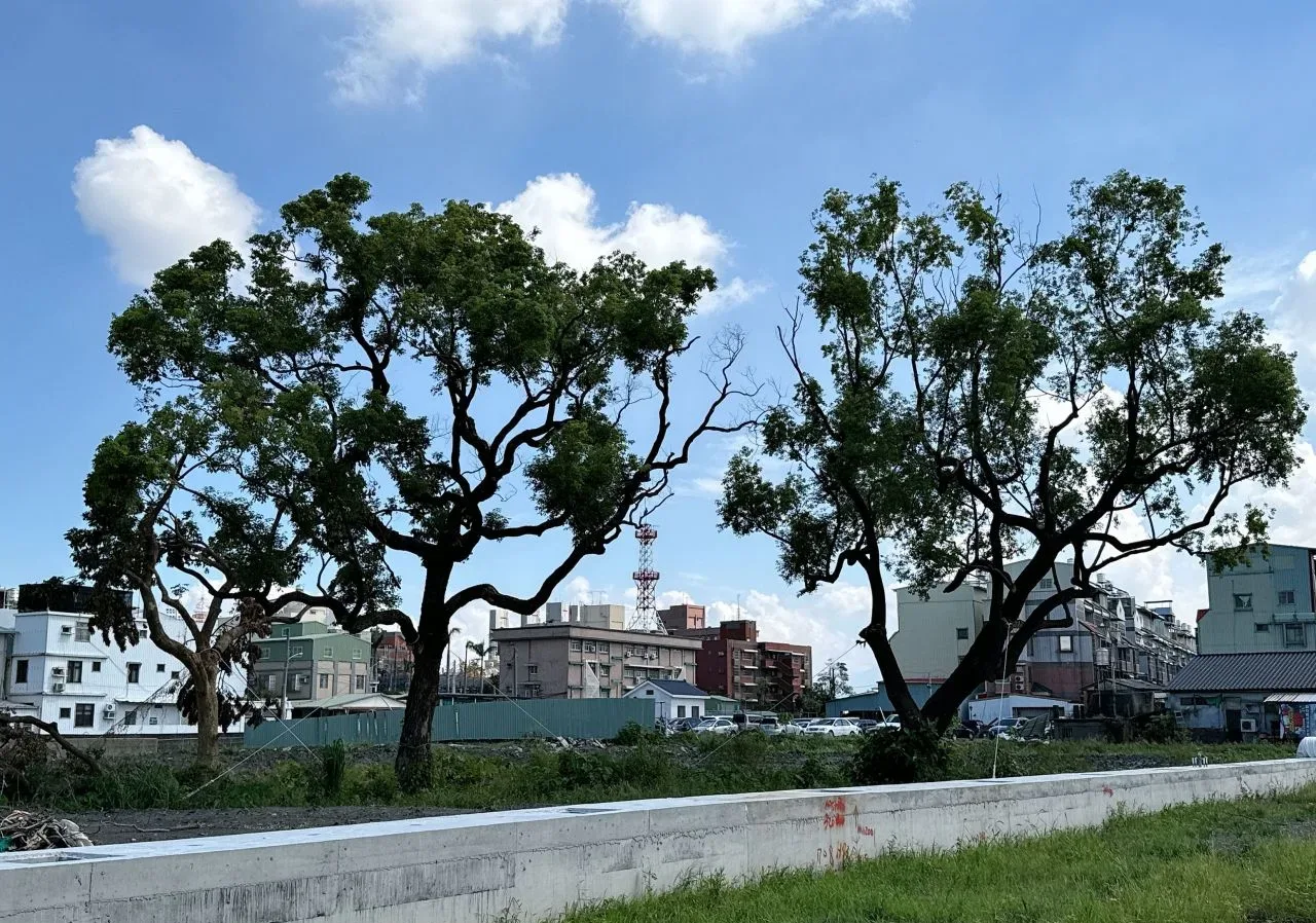 屏東3棵逾70年樟樹移植挺，過3颱風延續居民感情。屏縣府提供