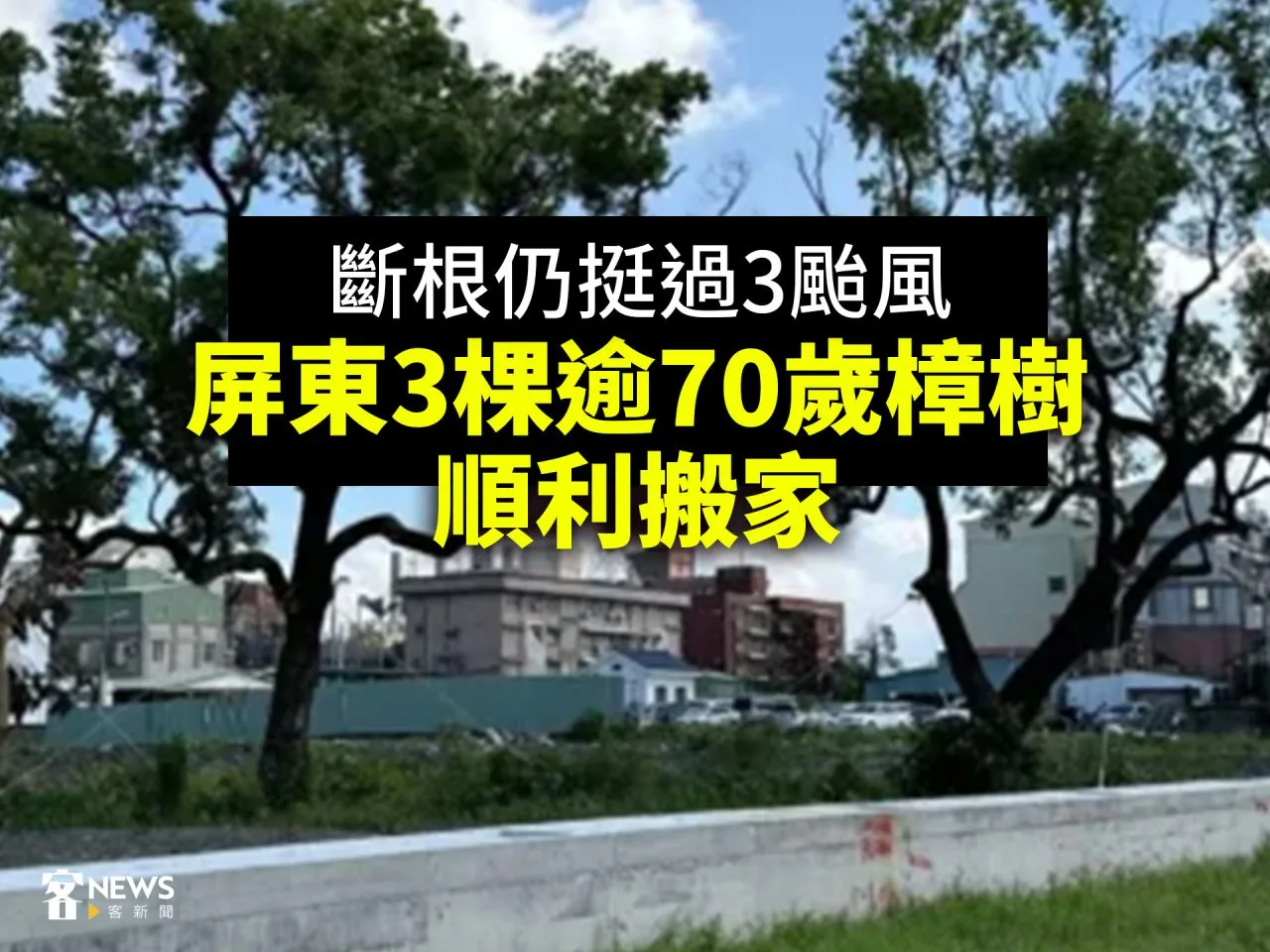 斷根仍挺過3颱風　屏東3棵逾70歲樟樹順利搬家