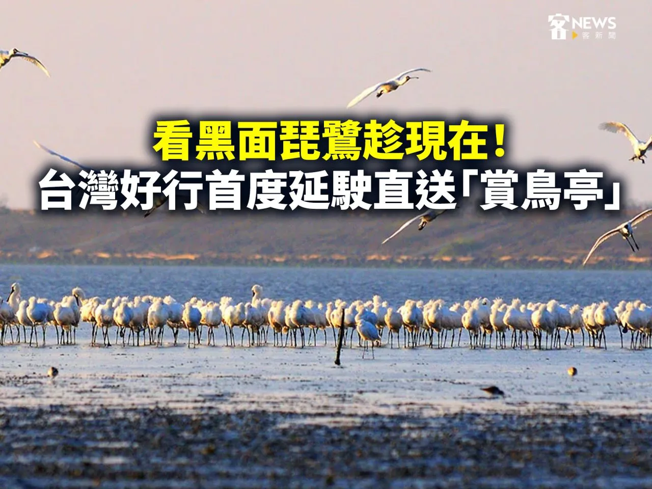 看黑面琵鷺趁現在！台灣好行首度延駛直送「賞鳥亭」