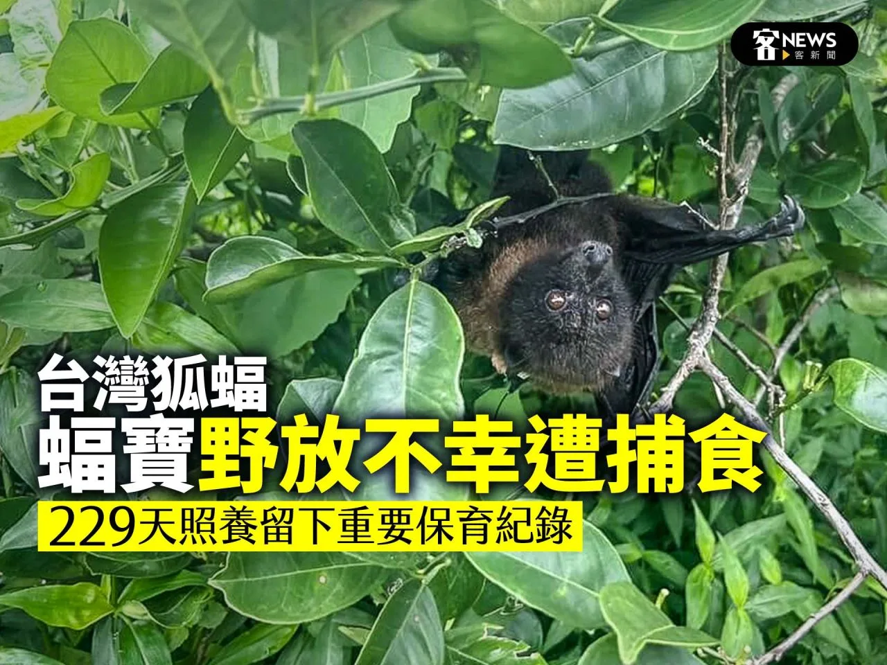 台灣狐蝠「蝠寶」野放不幸遭捕食　229天照養留下重要保育紀錄