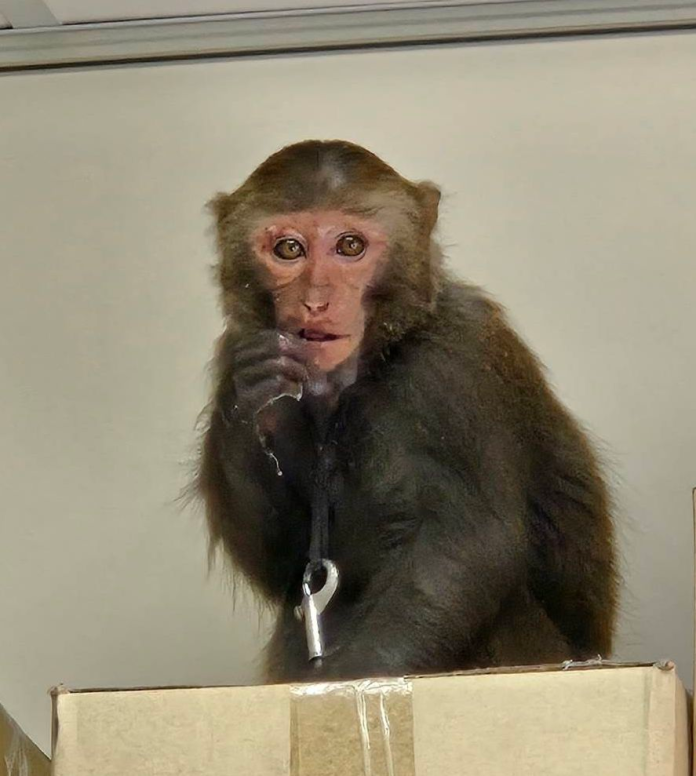 農業局稱獼猴健康狀況良好,已經將其野放。桃園市農業局提供