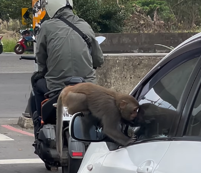 台灣獼猴在蘆竹區南青路爬上白色汽車,猛盯駕駛。翻攝自桃園爆報(二)臉書社團
