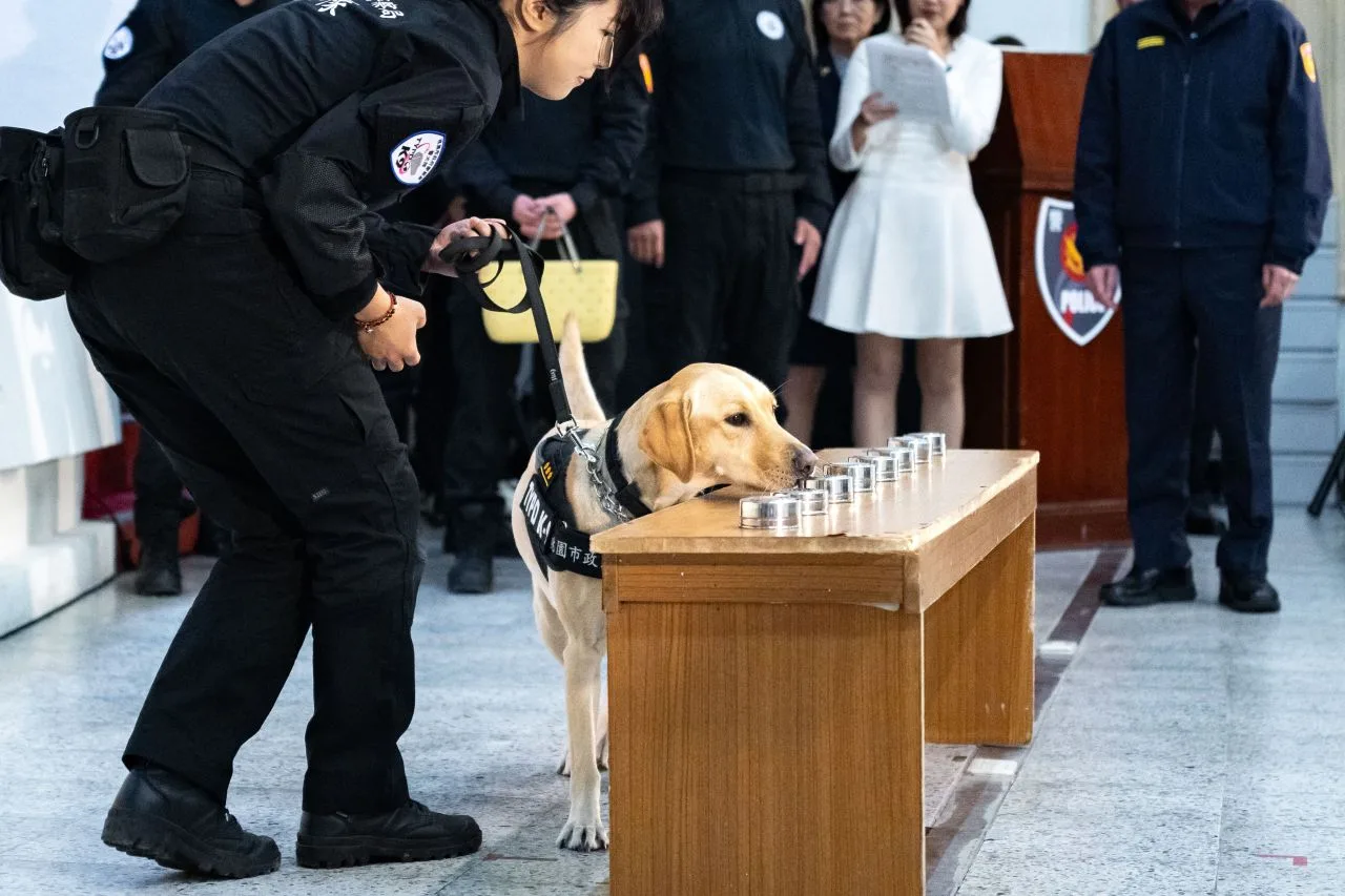 警犬「coco」執行爆裂物偵檢演練。桃園市政府提供