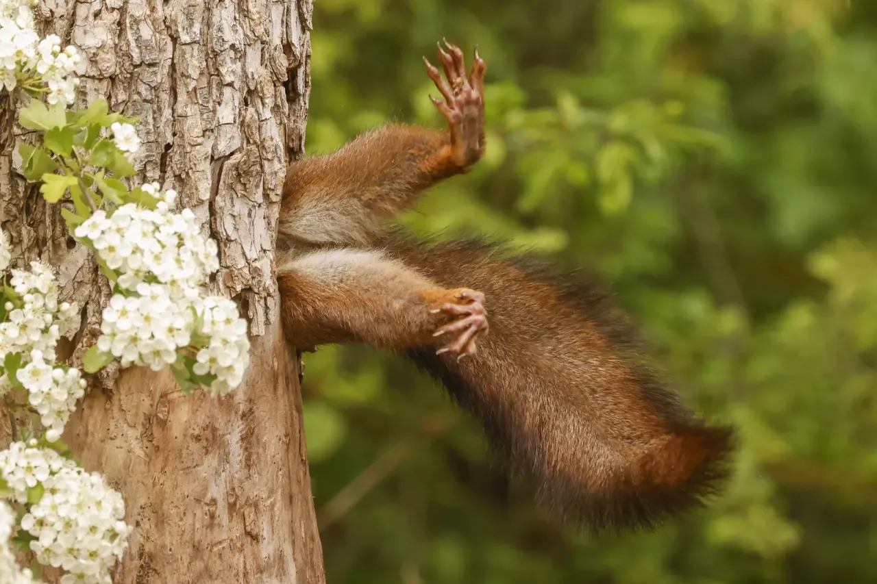 總冠軍：卡住的松鼠（Stuck squirrel）。翻攝自Comedy Wildlife Photography Awards
